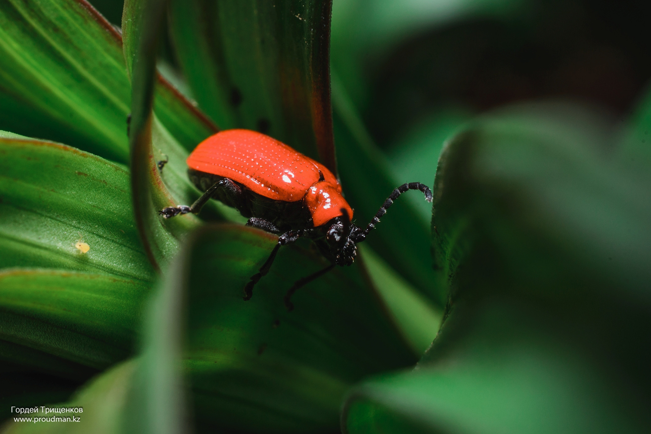 Макро. Фотограф в Уральске | Трищенков Гордей