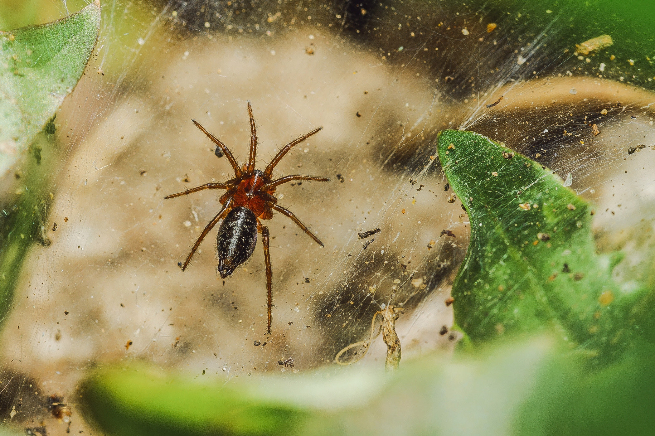 Макро. Фотограф в Уральске | Трищенков Гордей