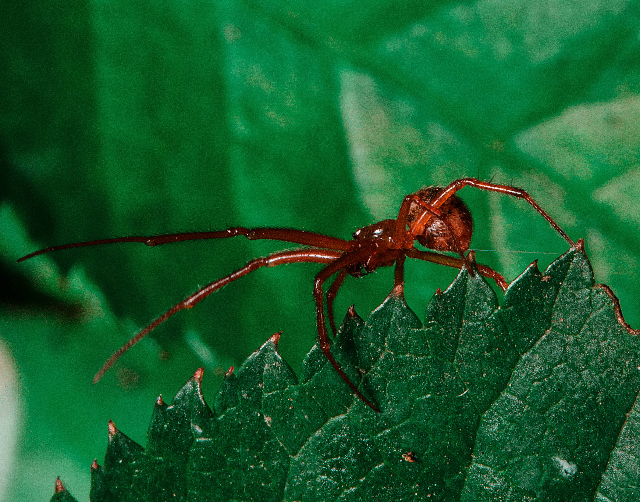 Макро. Фотограф в Уральске | Трищенков Гордей