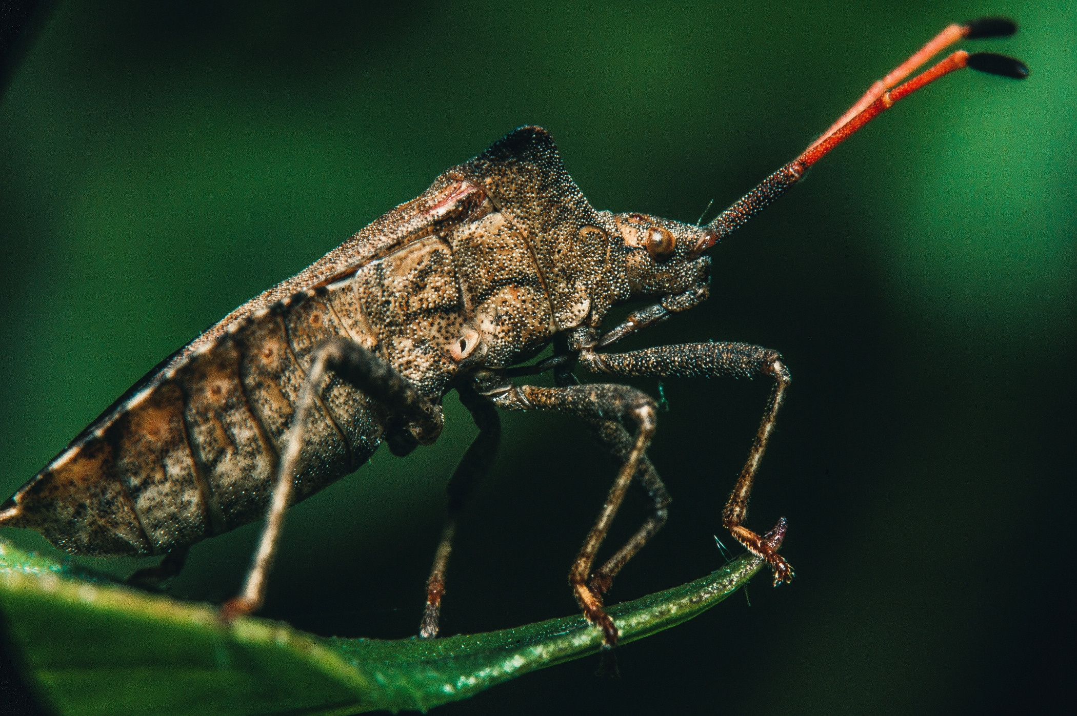Макро. Фотограф в Уральске | Трищенков Гордей