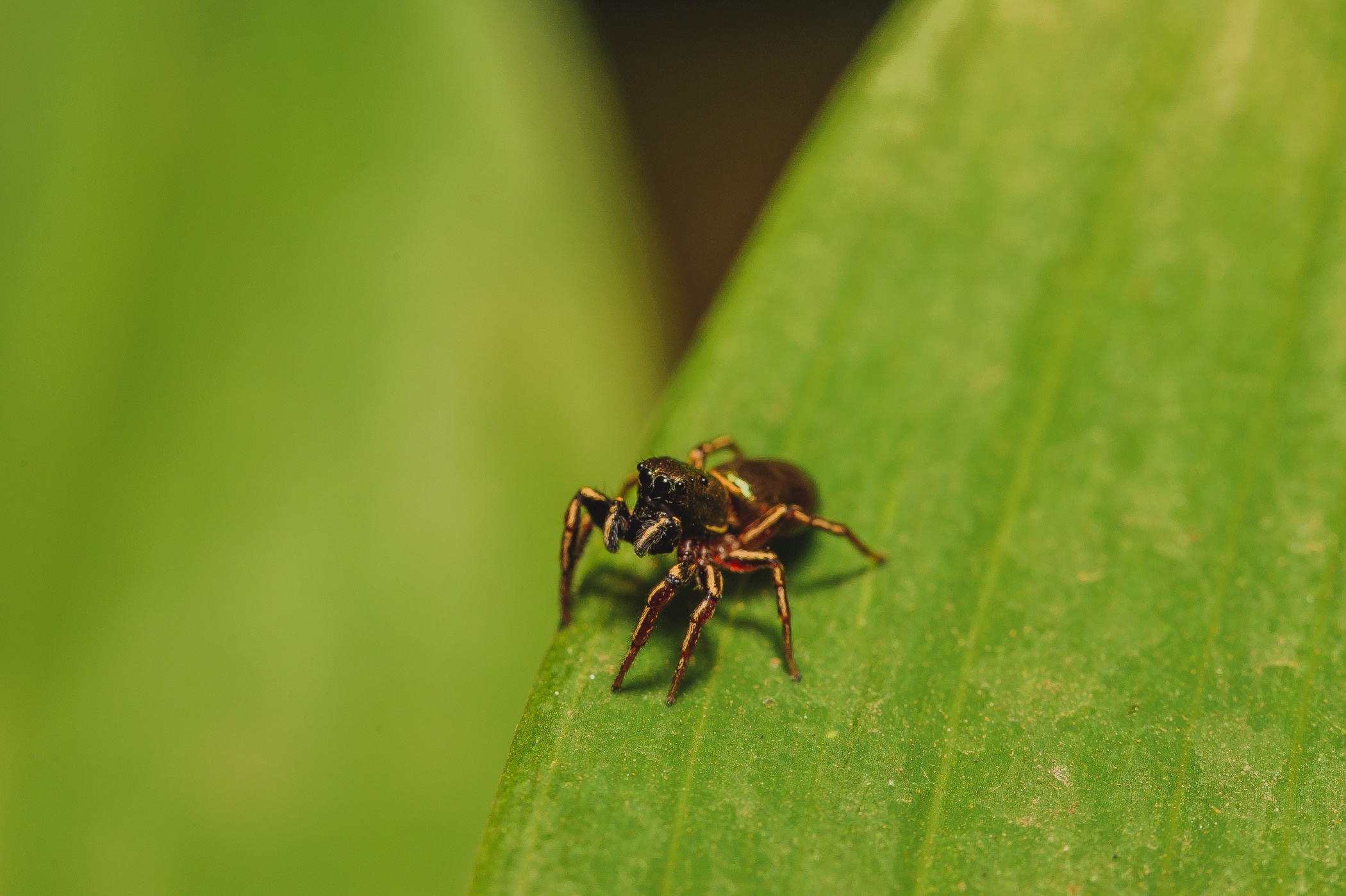 Паук-скакун