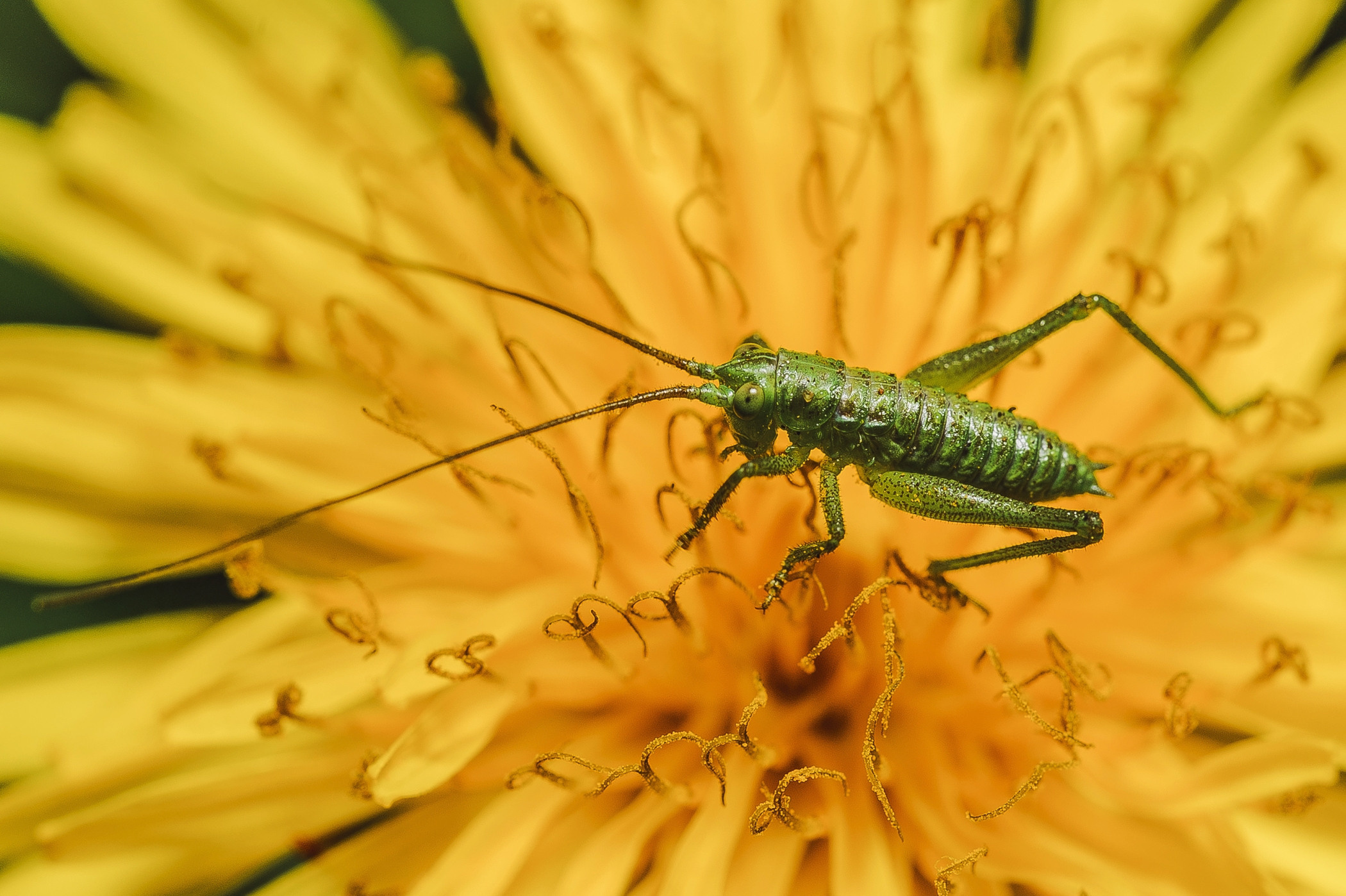 Макро. Фотограф в Уральске | Трищенков Гордей