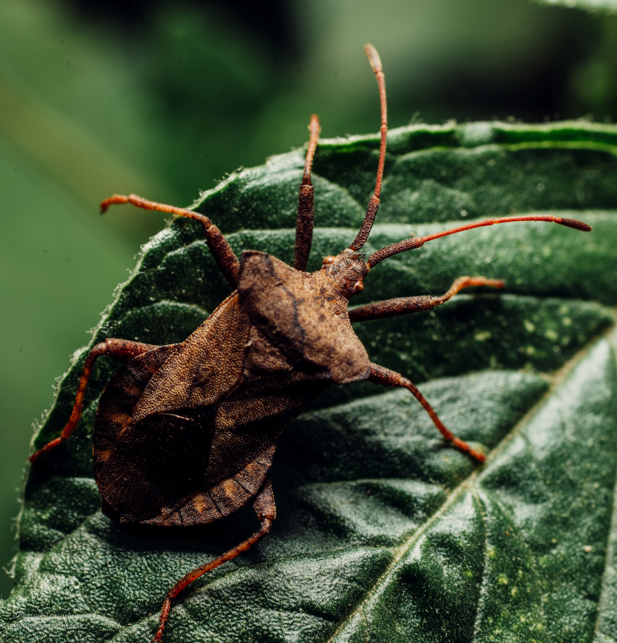 Макро. Фотограф в Уральске | Трищенков Гордей