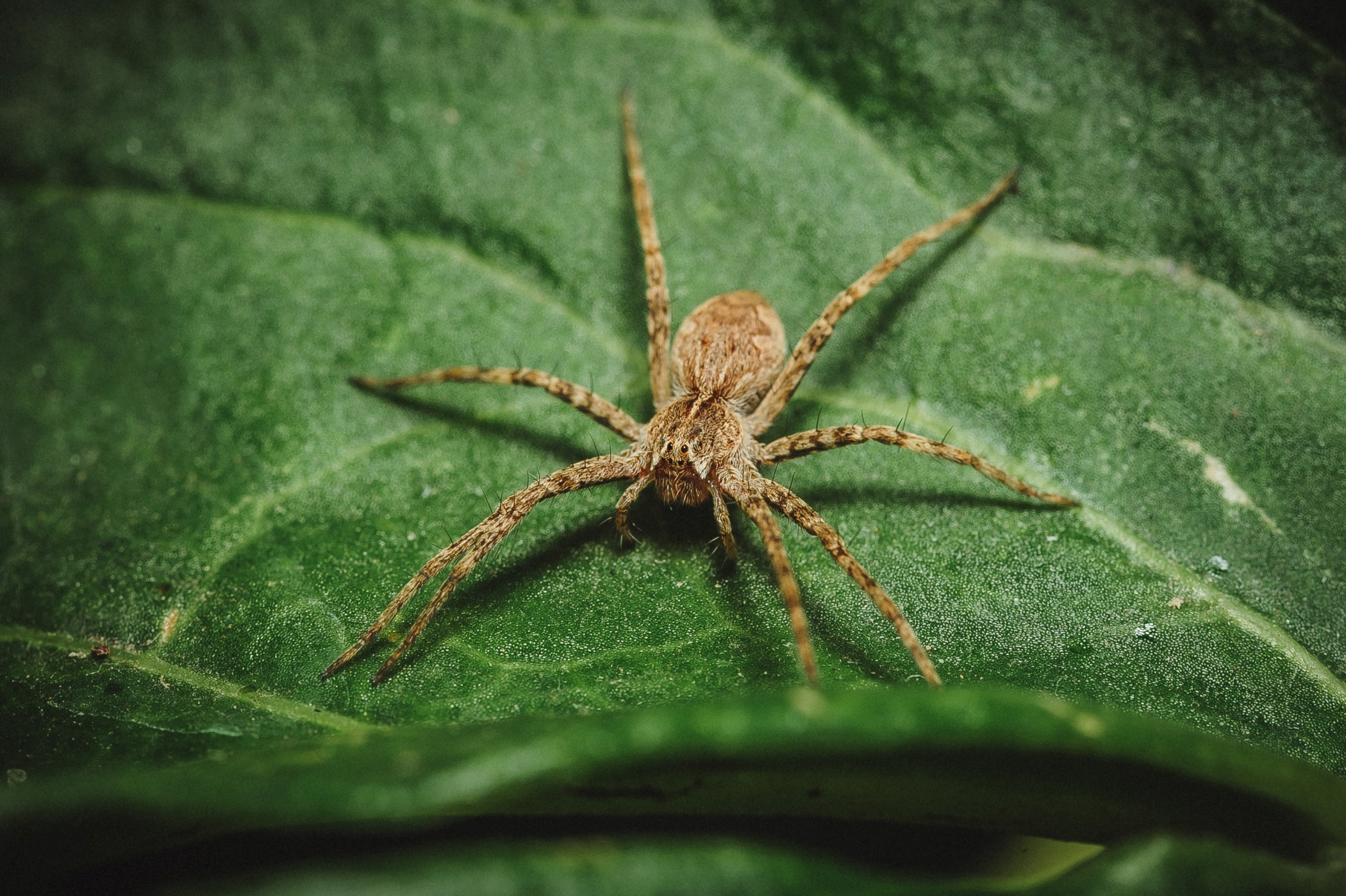 Макро. Фотограф в Уральске | Трищенков Гордей