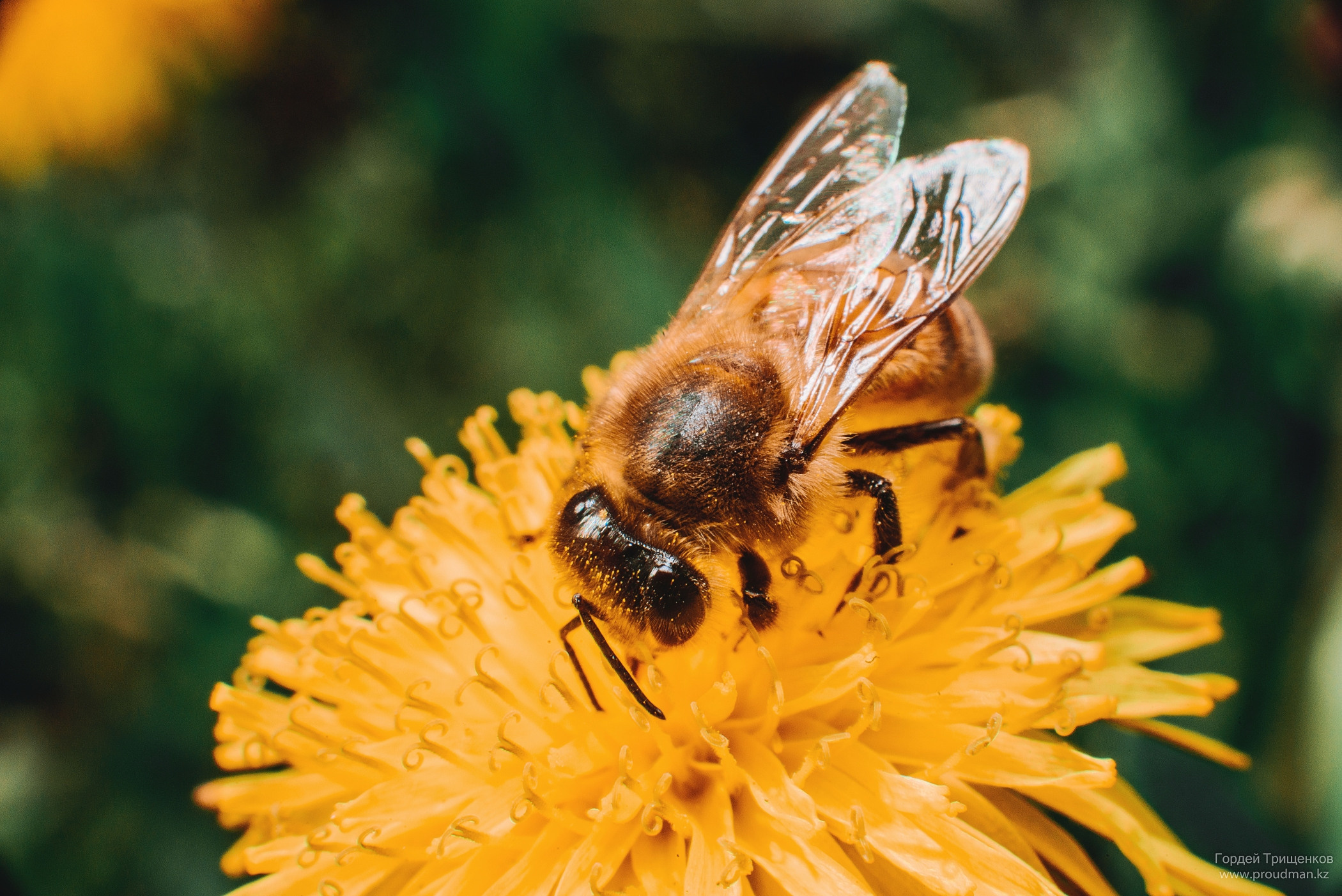 Макро. Фотограф в Уральске | Трищенков Гордей