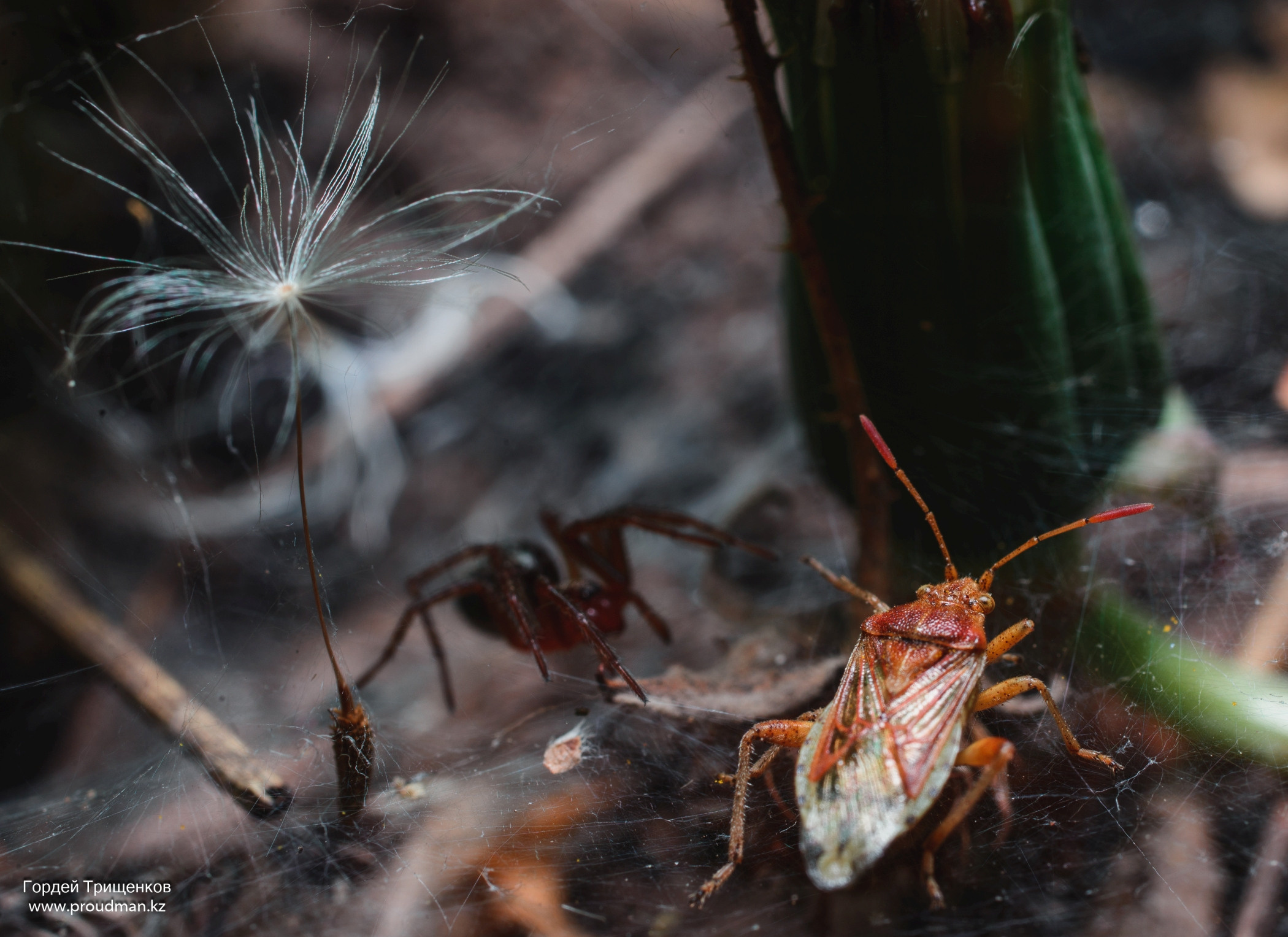 Макро. Фотограф в Уральске | Трищенков Гордей