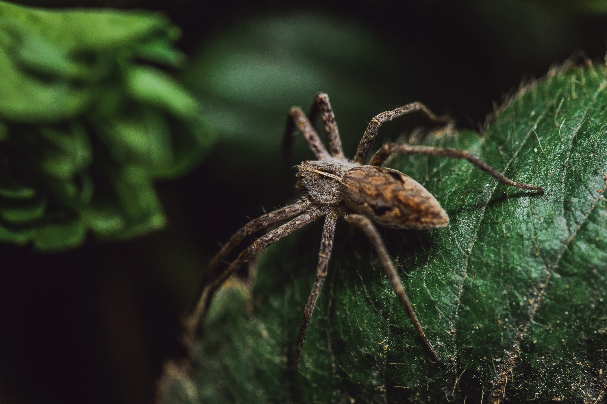 Макро. Фотограф в Уральске | Трищенков Гордей