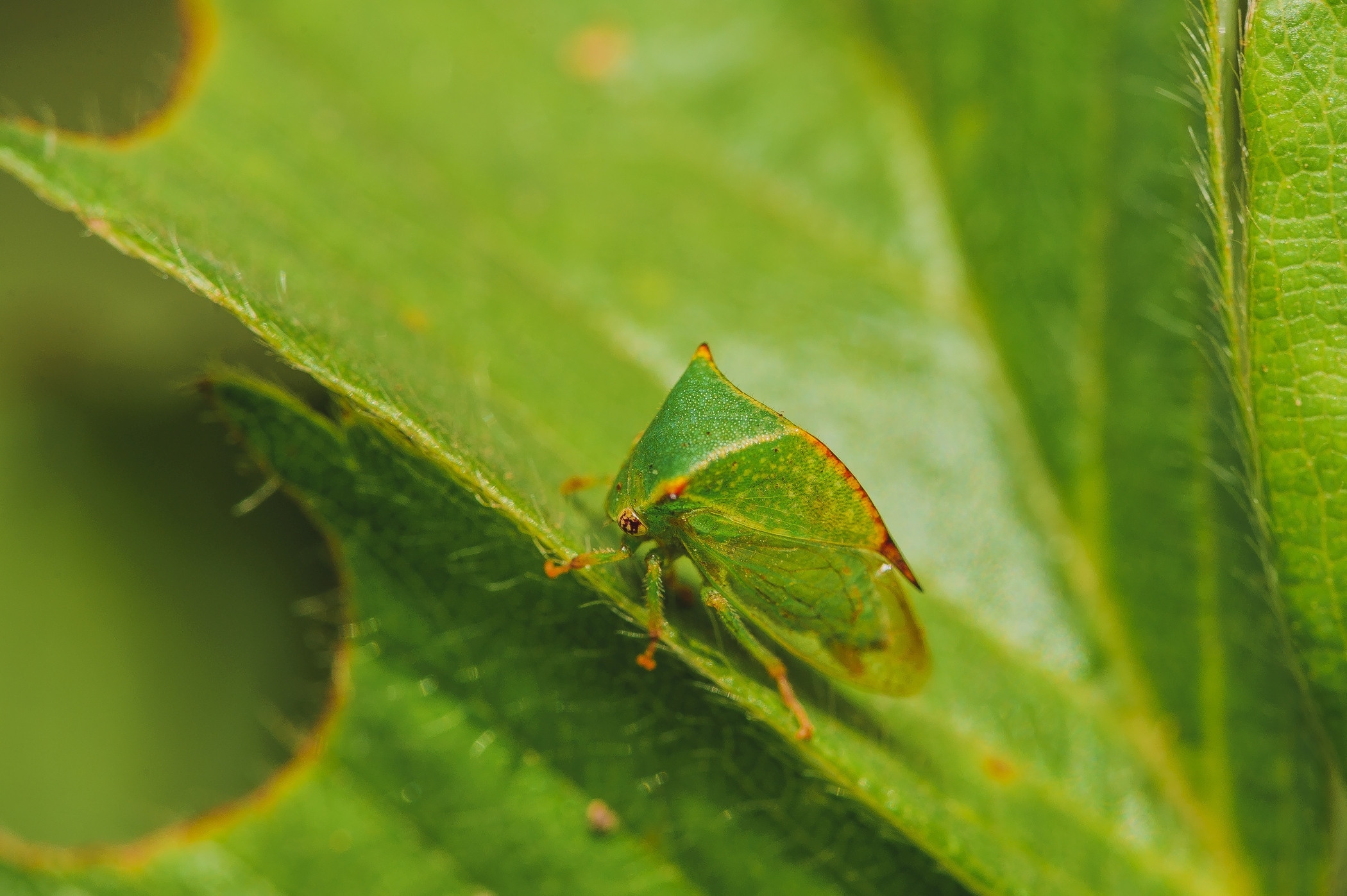 Макро. Фотограф в Уральске | Трищенков Гордей