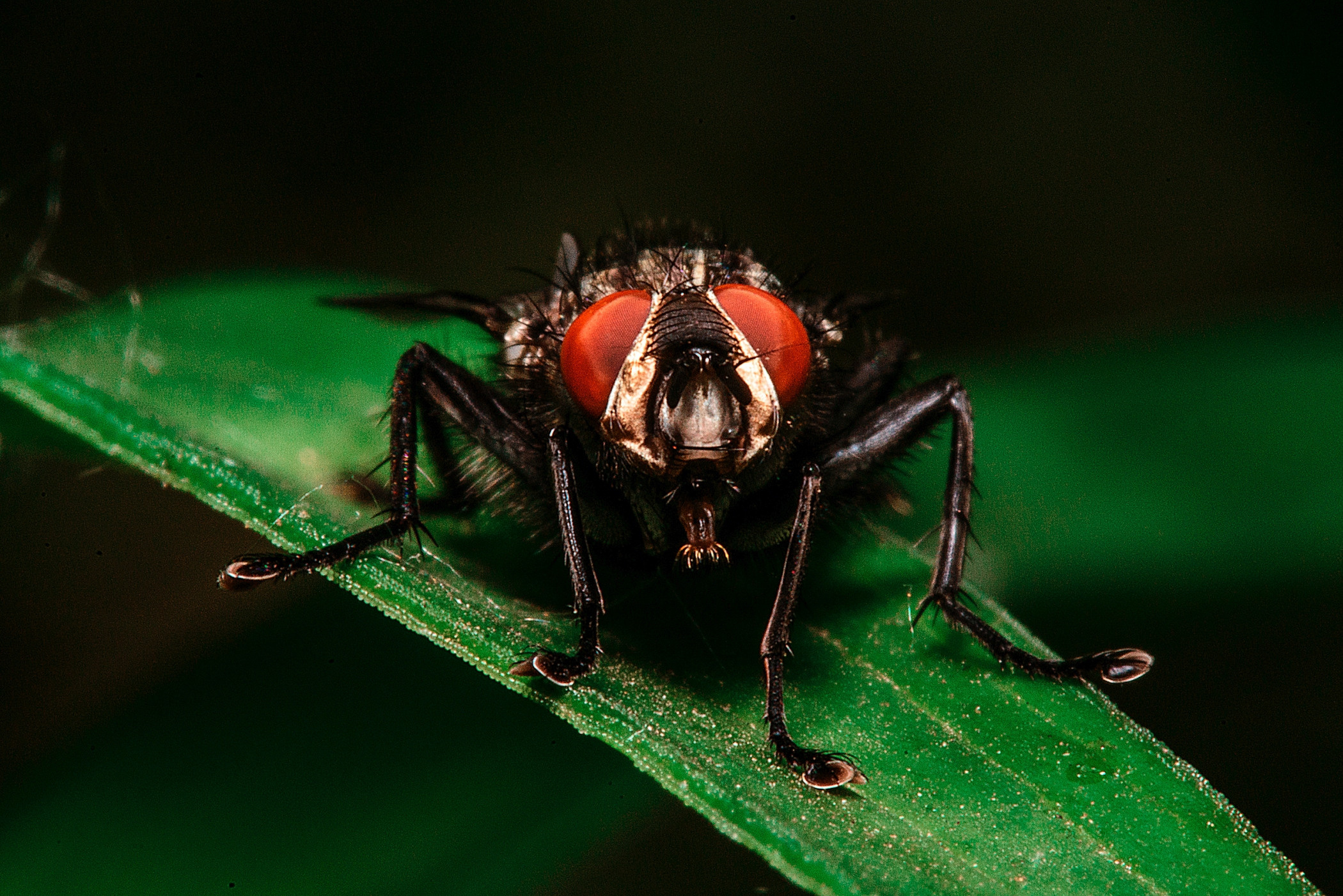 Макро. Фотограф в Уральске | Трищенков Гордей