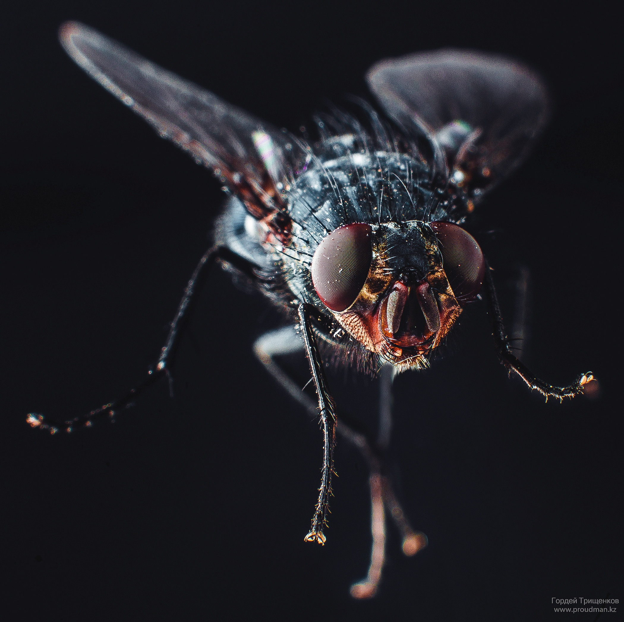 Макро. Фотограф в Уральске | Трищенков Гордей