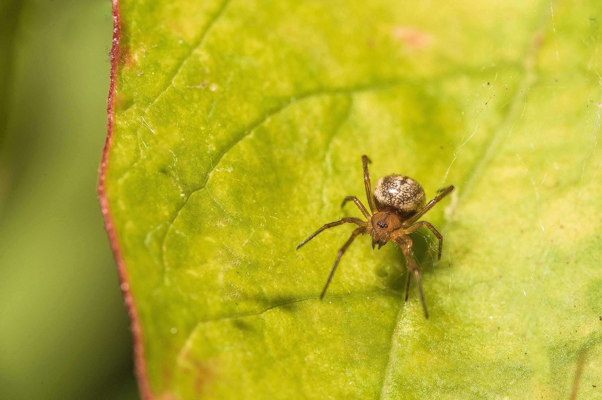 Макро. Фотограф в Уральске | Трищенков Гордей
