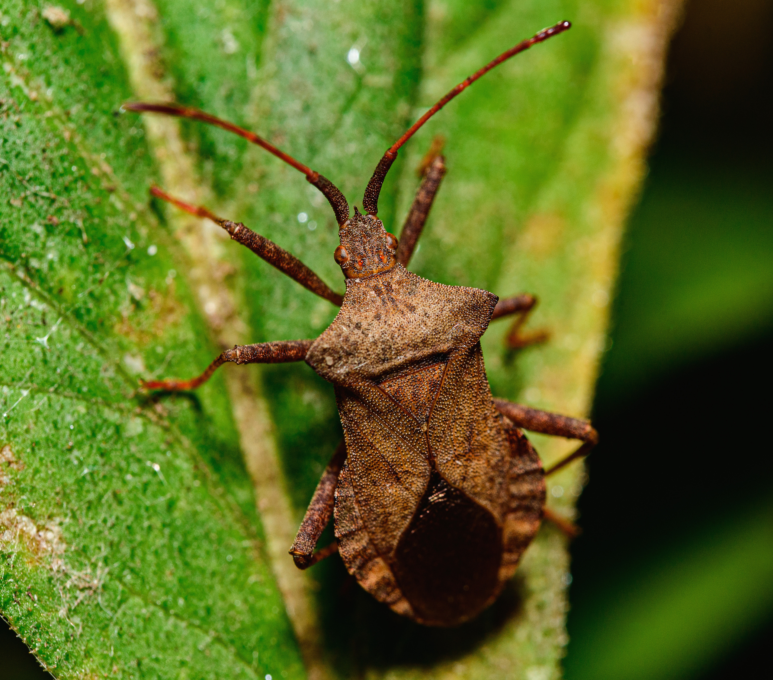 Краевик окаймлённый