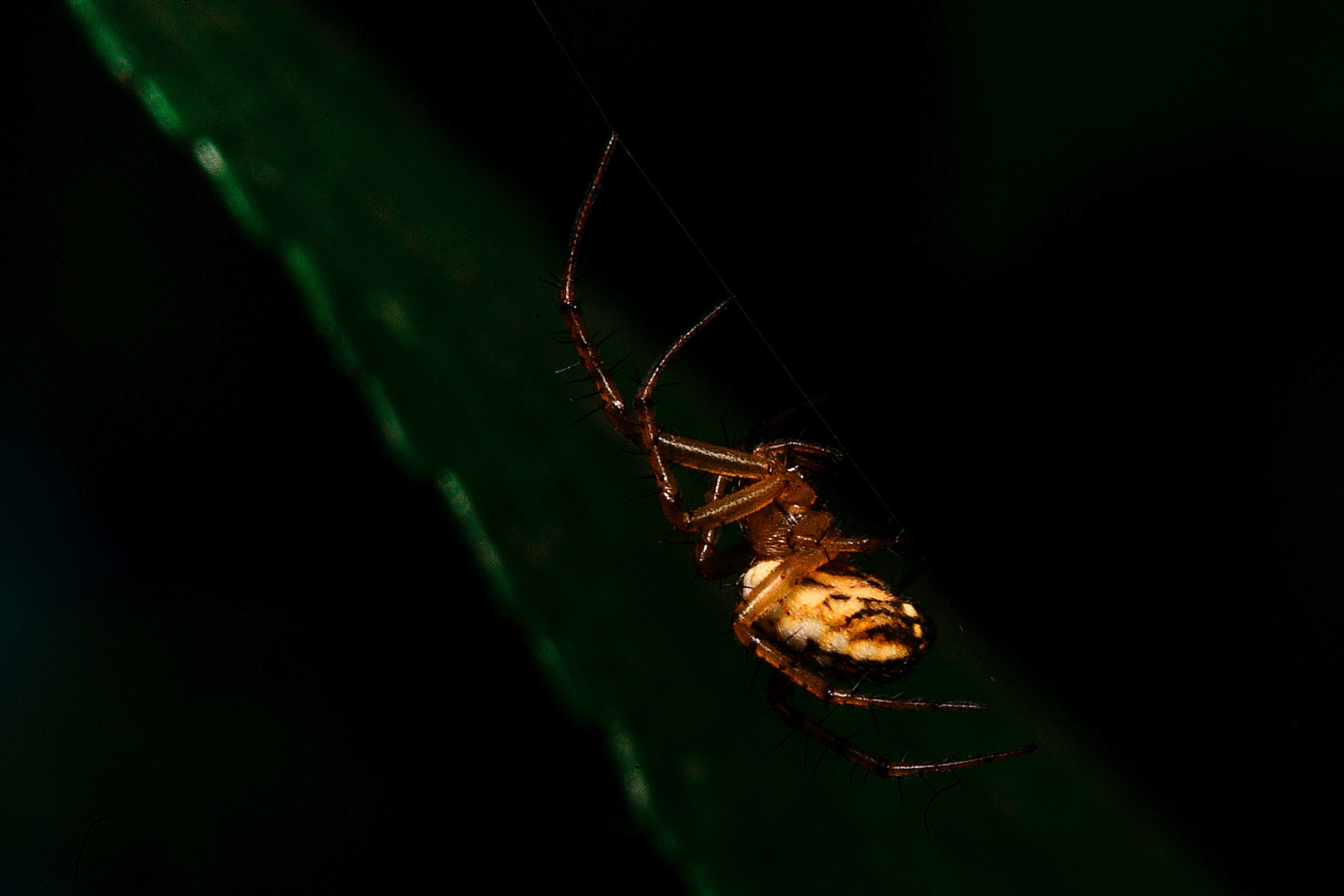 Макро. Фотограф в Уральске | Трищенков Гордей