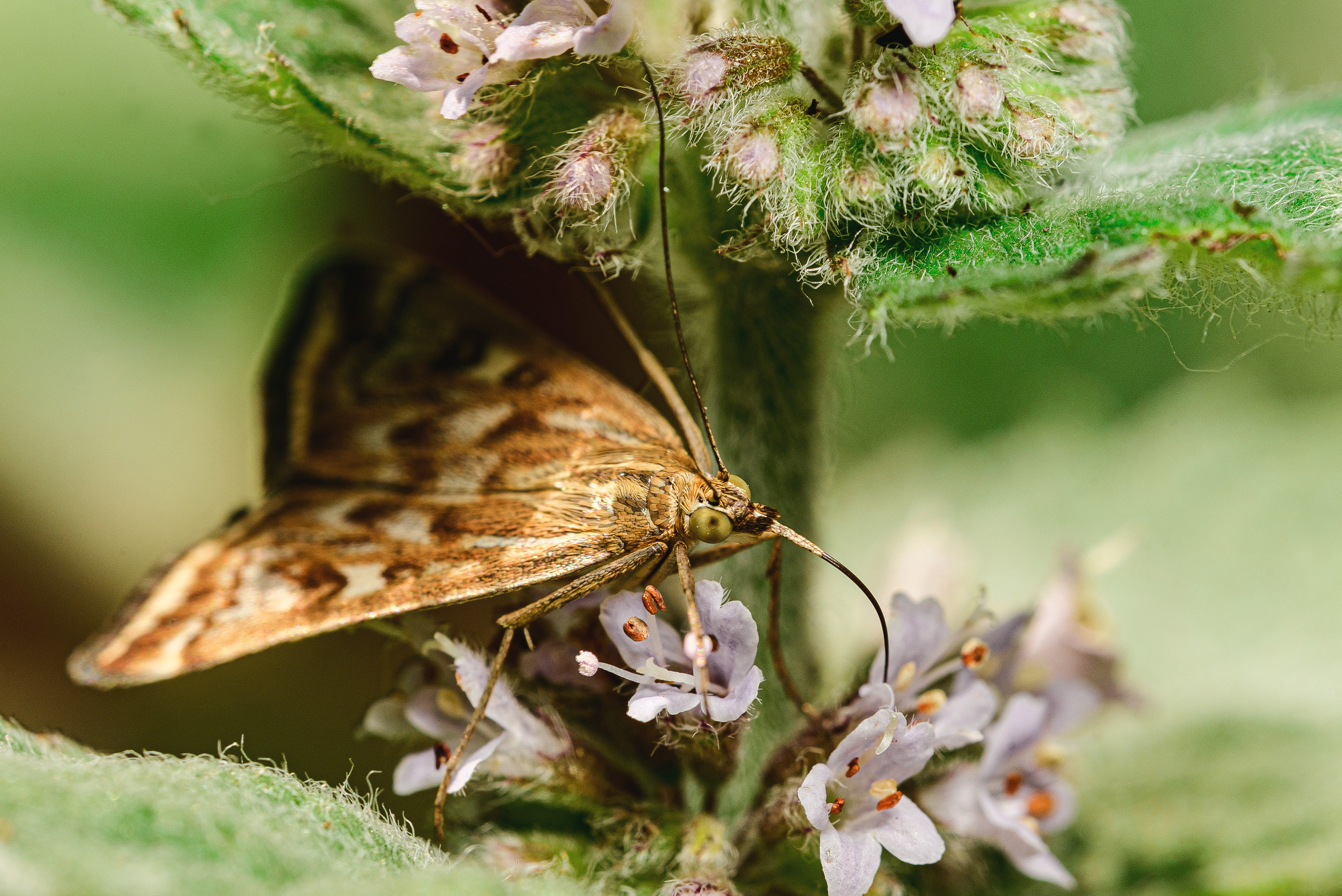 Макро. Фотограф в Уральске | Трищенков Гордей