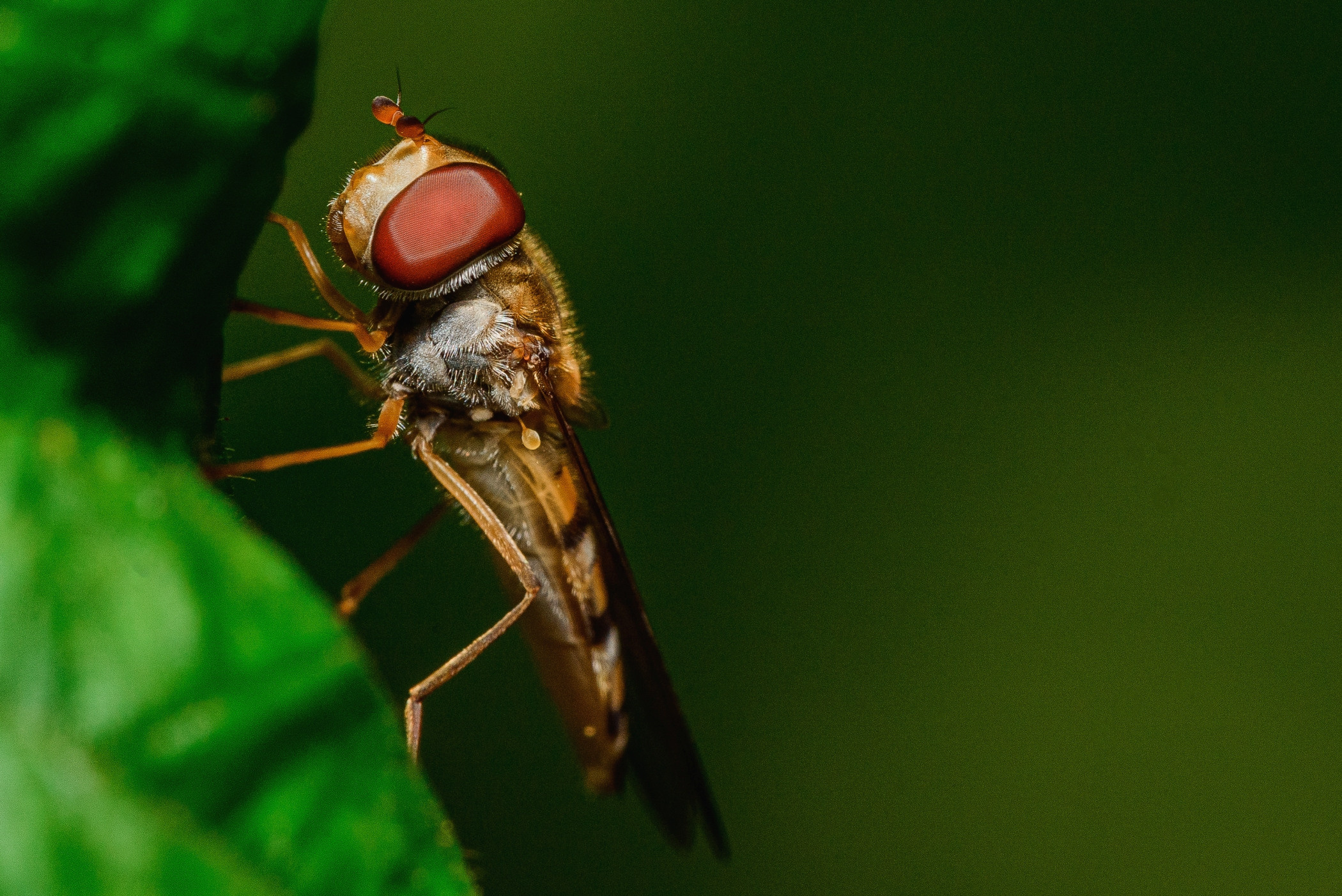 Макро. Фотограф в Уральске | Трищенков Гордей