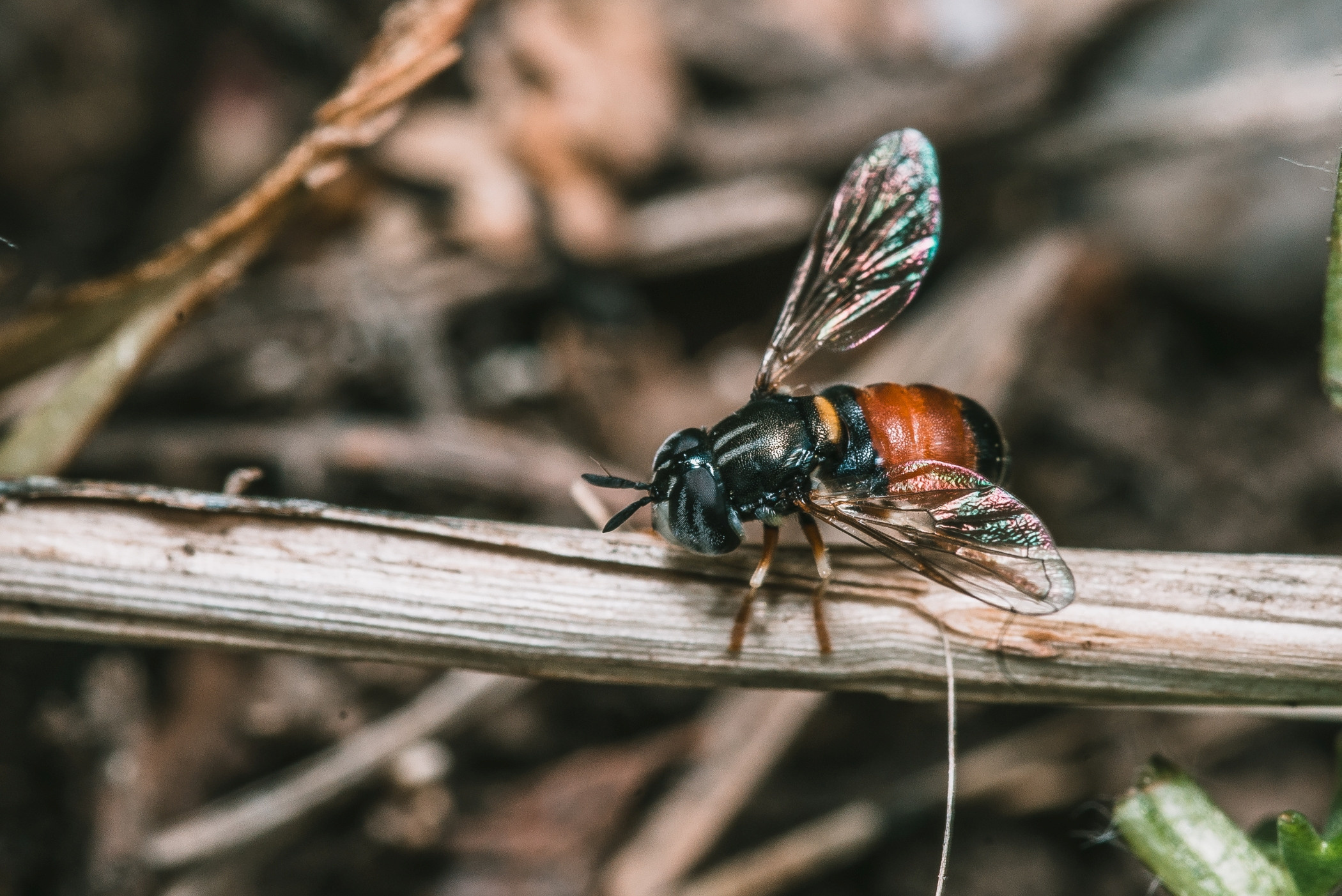 Макро. Фотограф в Уральске | Трищенков Гордей