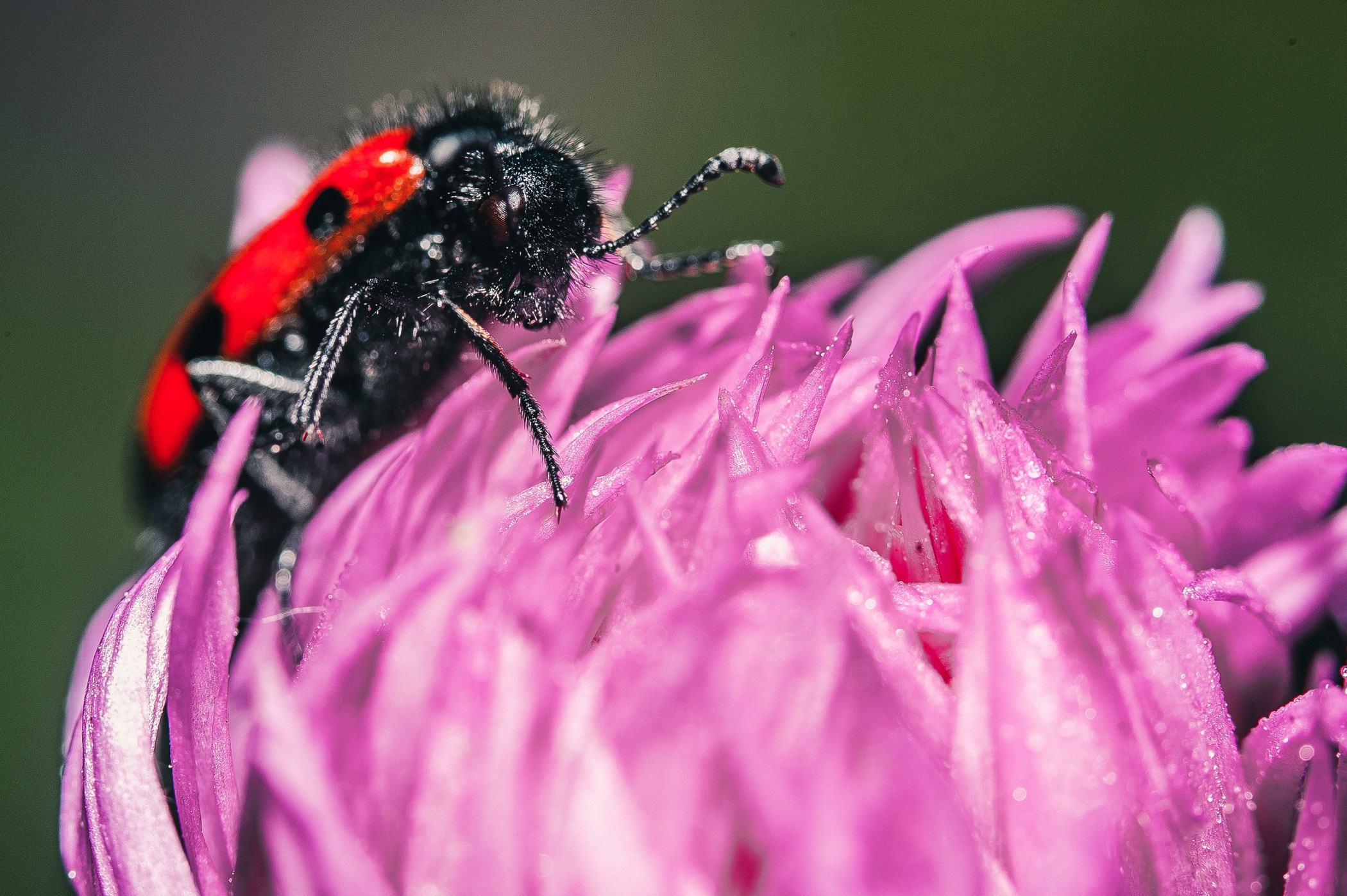 Макро. Фотограф в Уральске | Трищенков Гордей