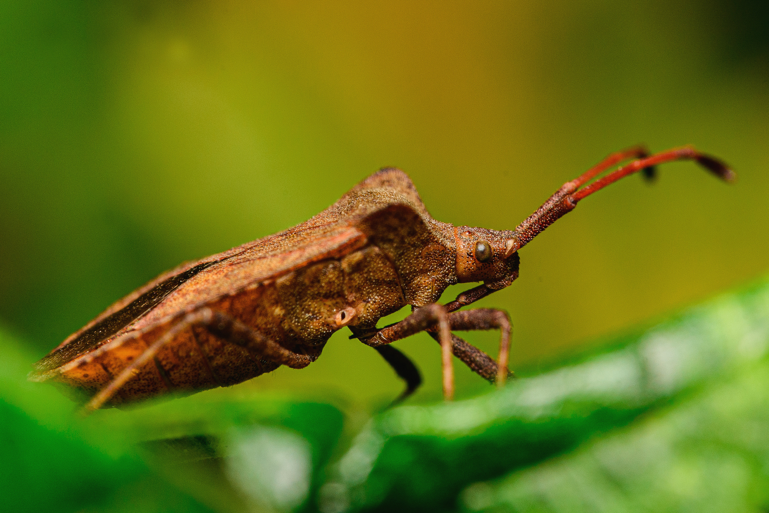 Макро. Фотограф в Уральске | Трищенков Гордей