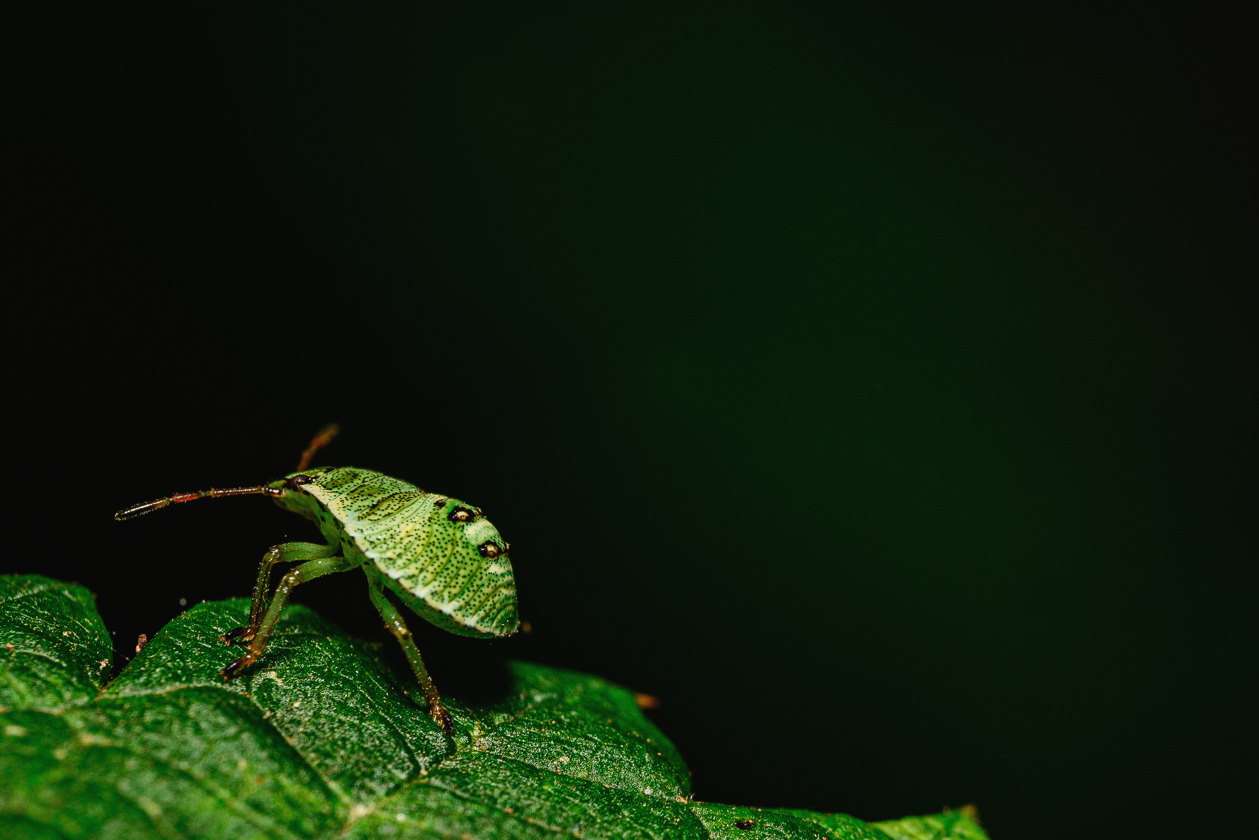 Макро. Фотограф в Уральске | Трищенков Гордей