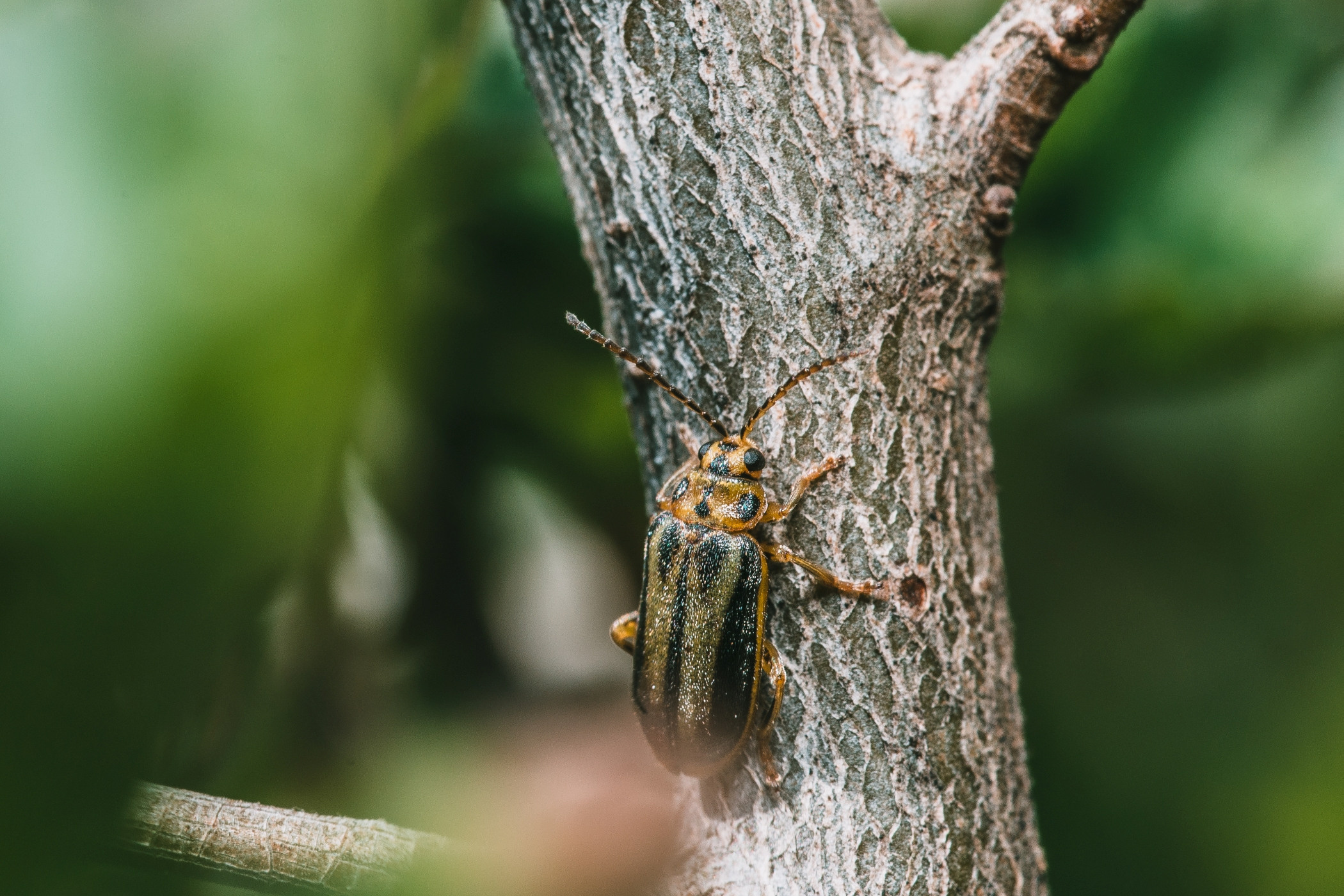 Макро. Фотограф в Уральске | Трищенков Гордей