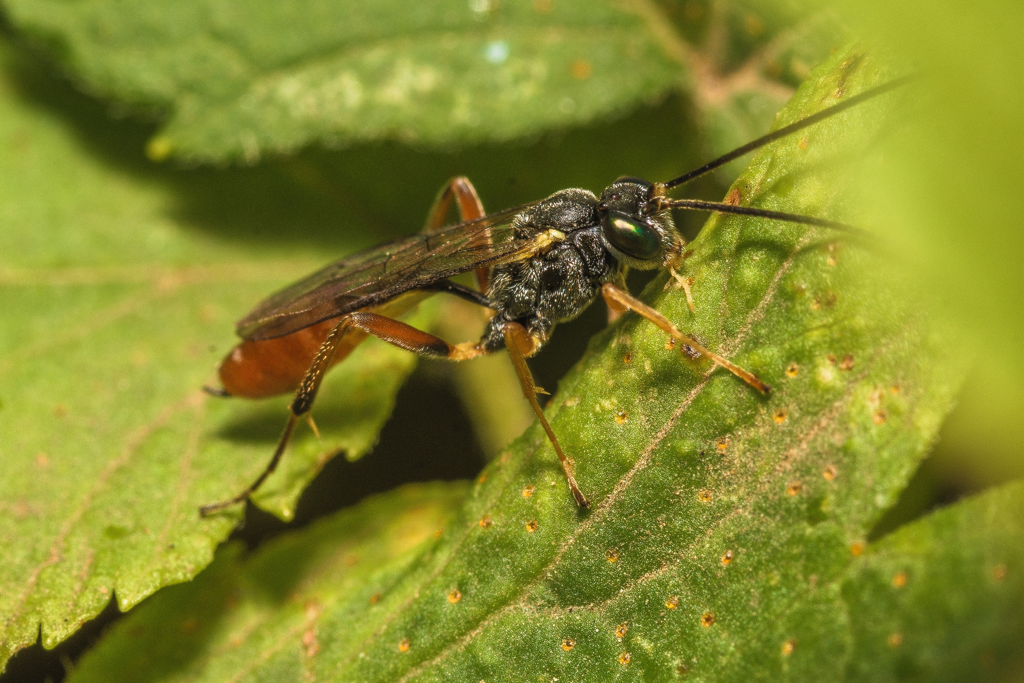 Макро. Фотограф в Уральске | Трищенков Гордей