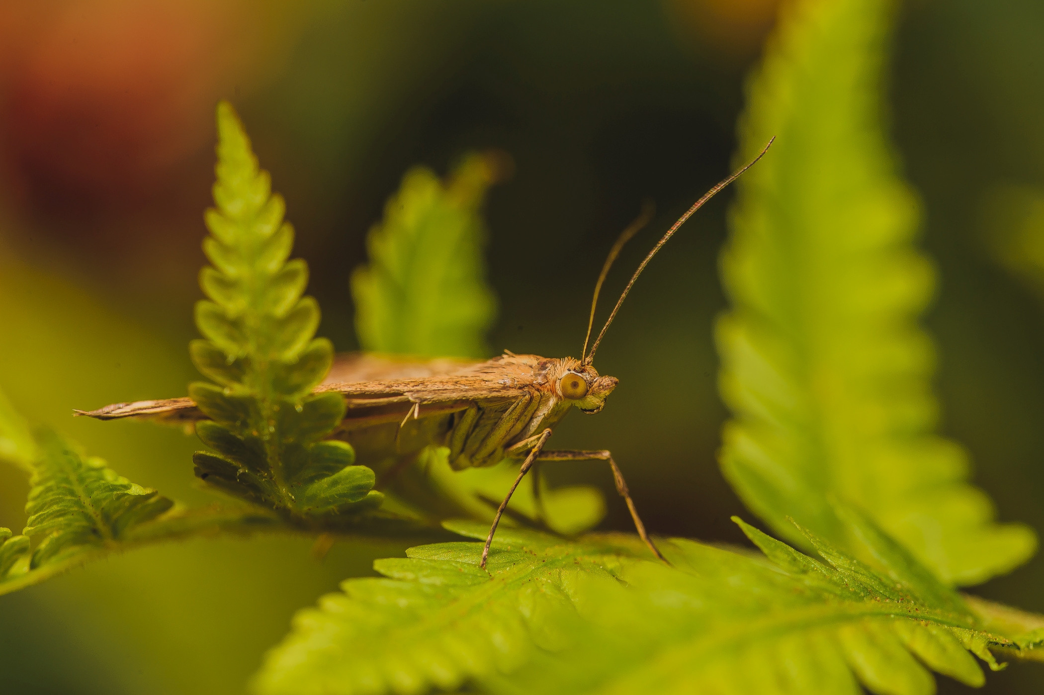 Макро. Фотограф в Уральске | Трищенков Гордей