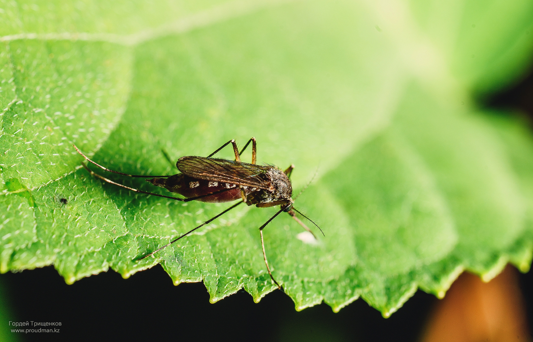 Макро. Фотограф в Уральске | Трищенков Гордей