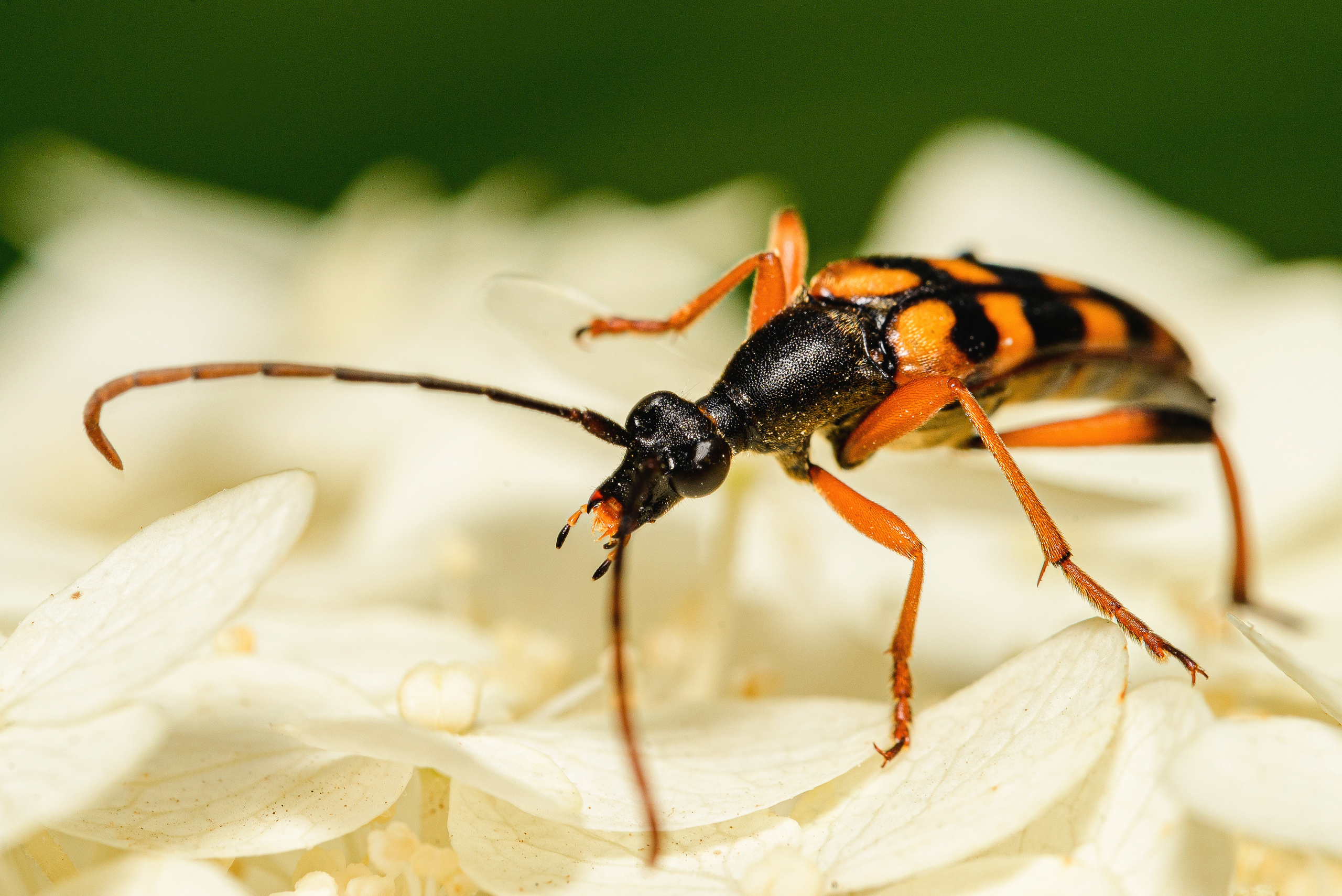 Макро. Фотограф в Уральске | Трищенков Гордей