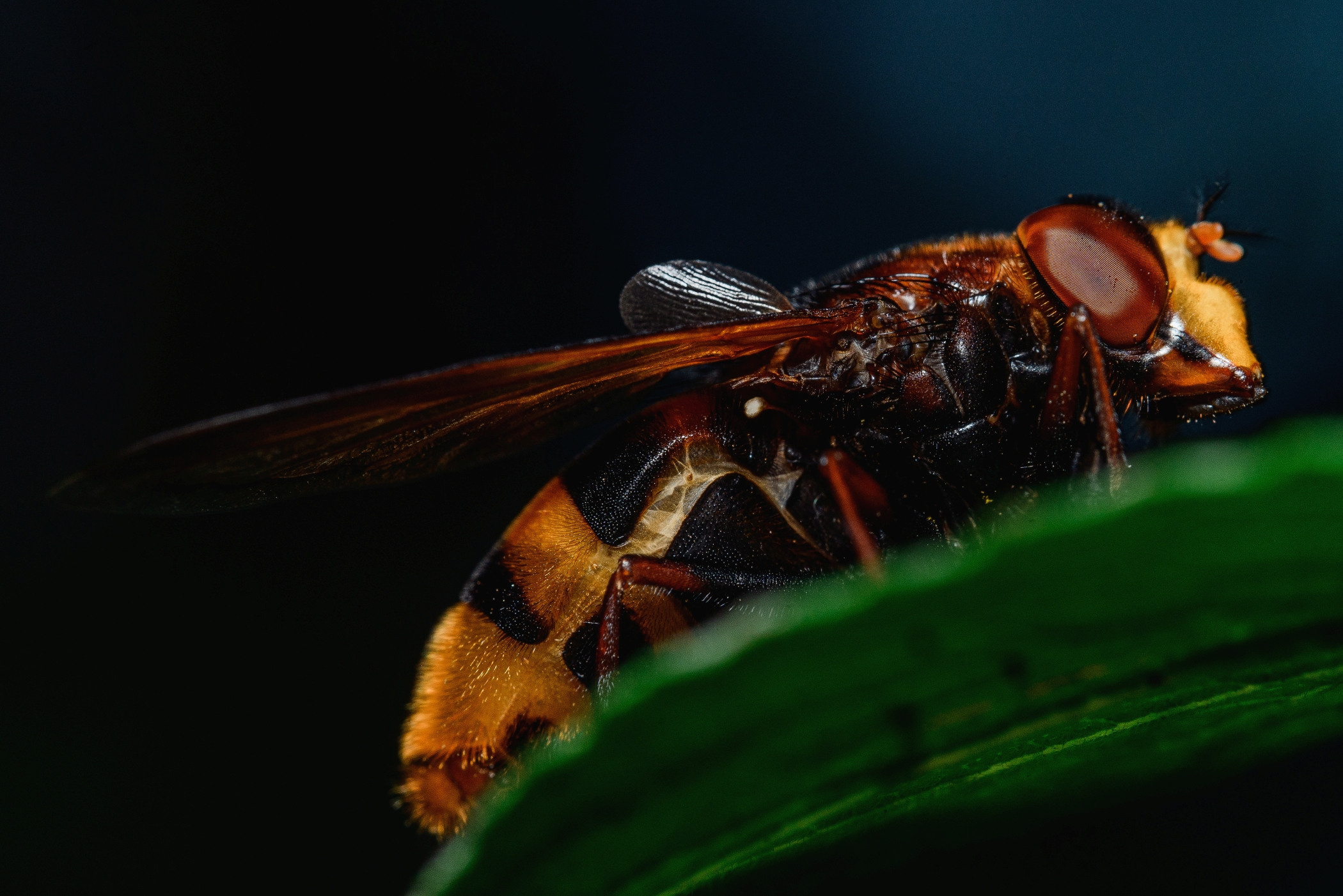 Шмелевидка