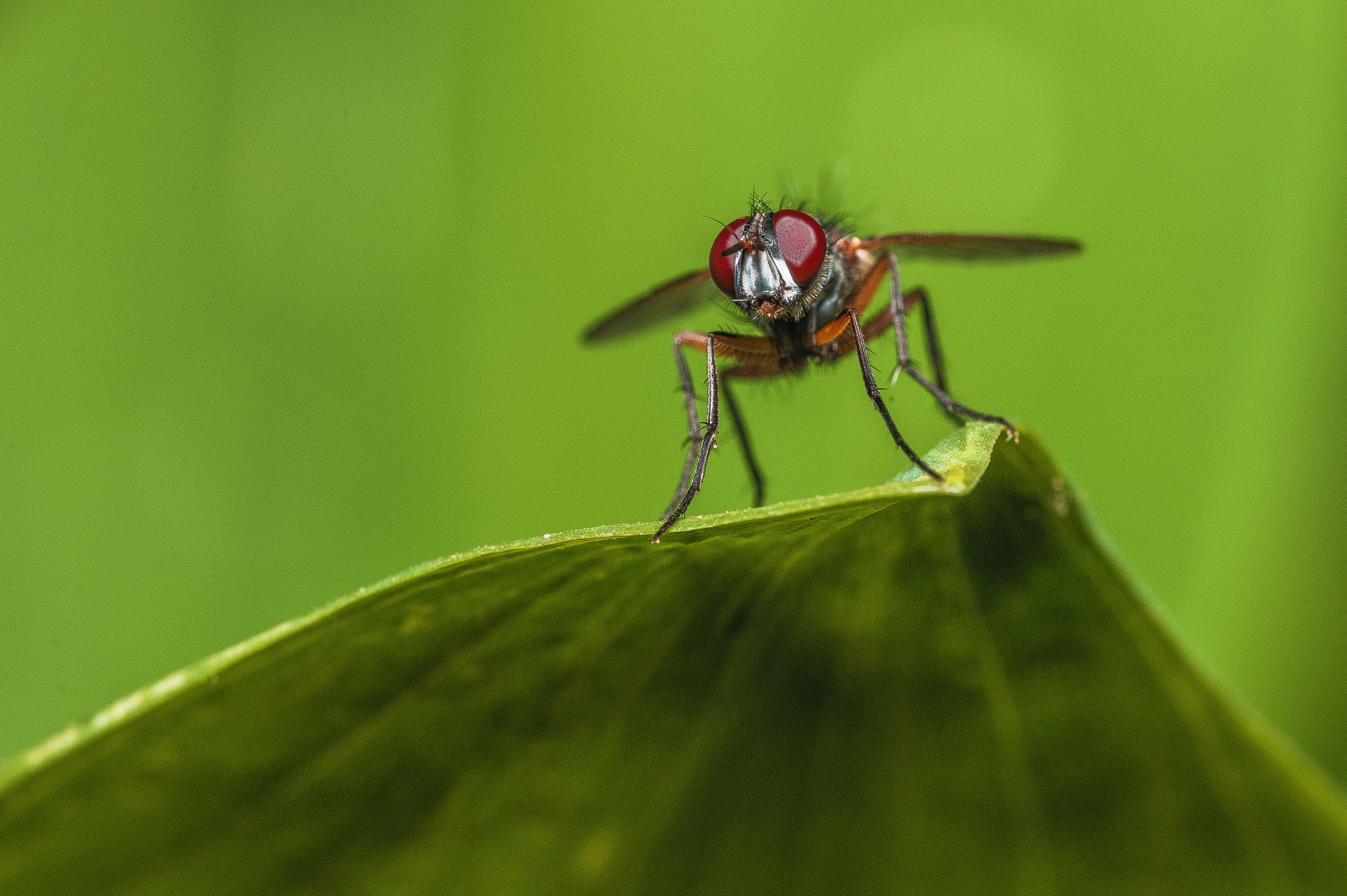 Макро. Фотограф в Уральске | Трищенков Гордей