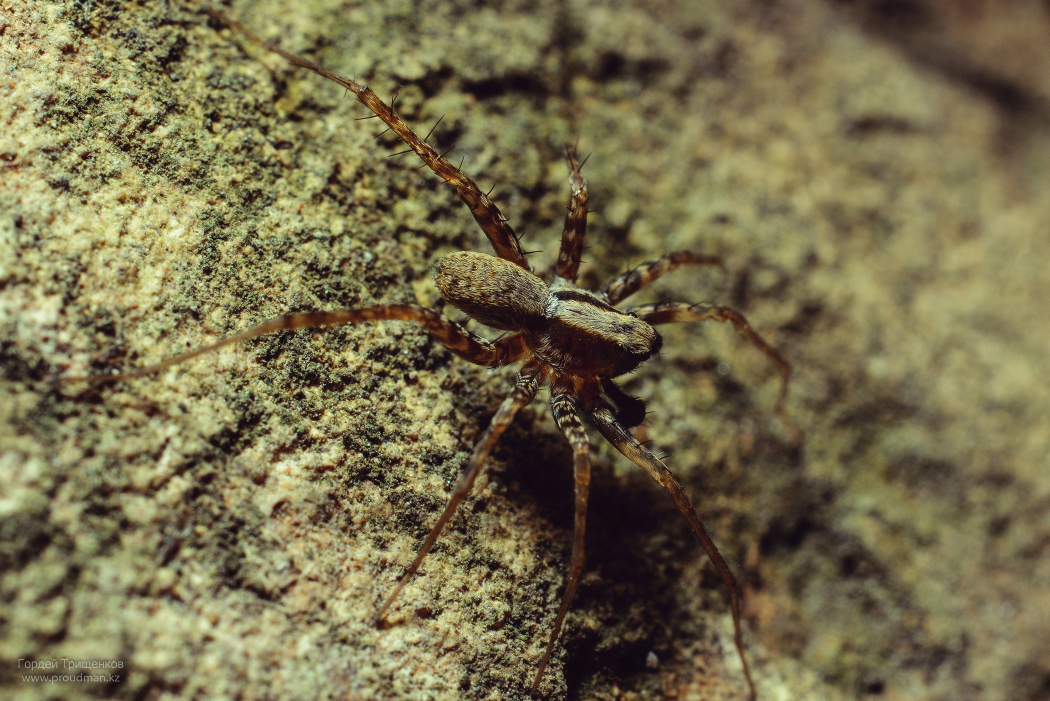 Макро. Фотограф в Уральске | Трищенков Гордей