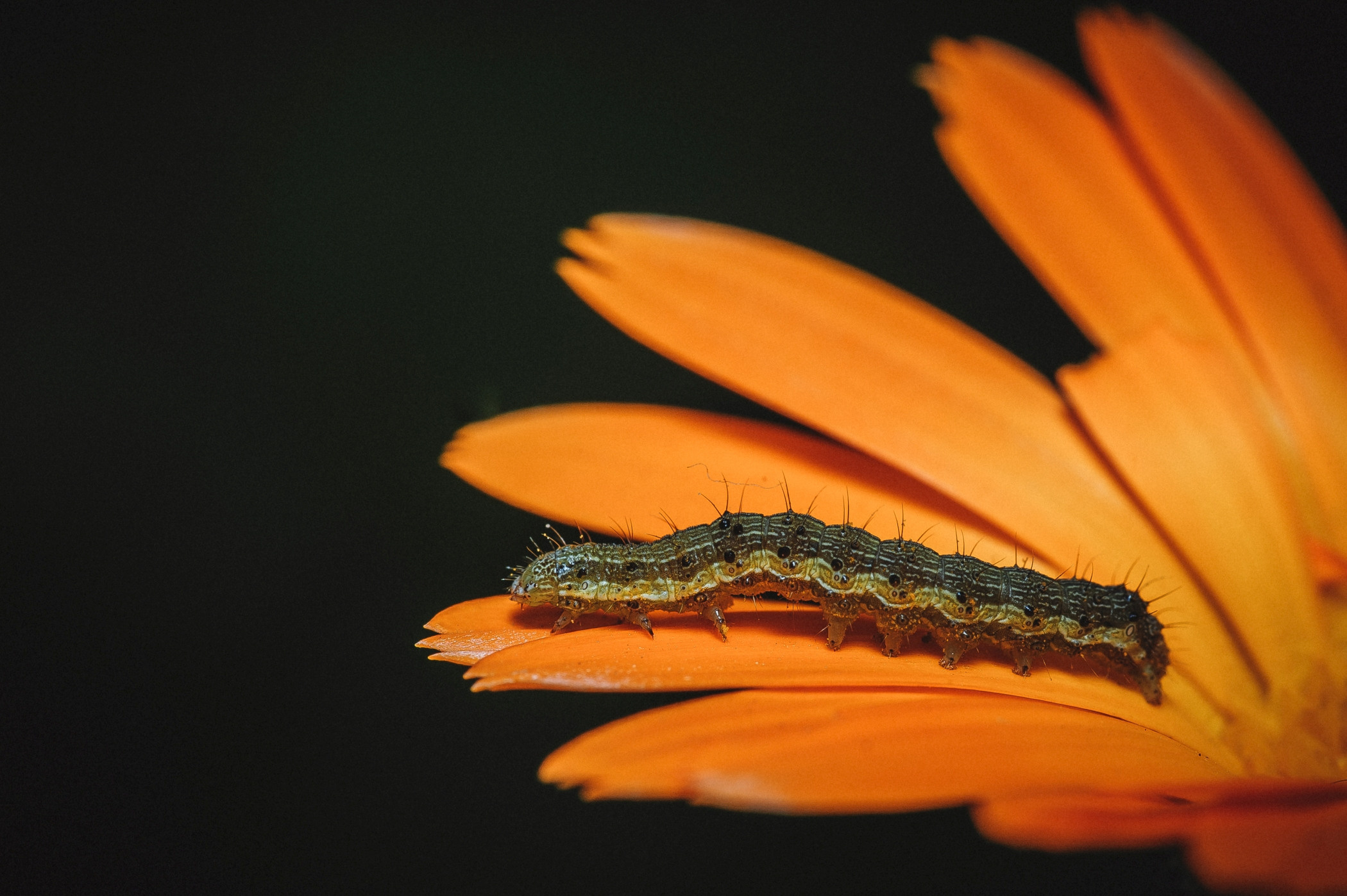 Макро. Фотограф в Уральске | Трищенков Гордей