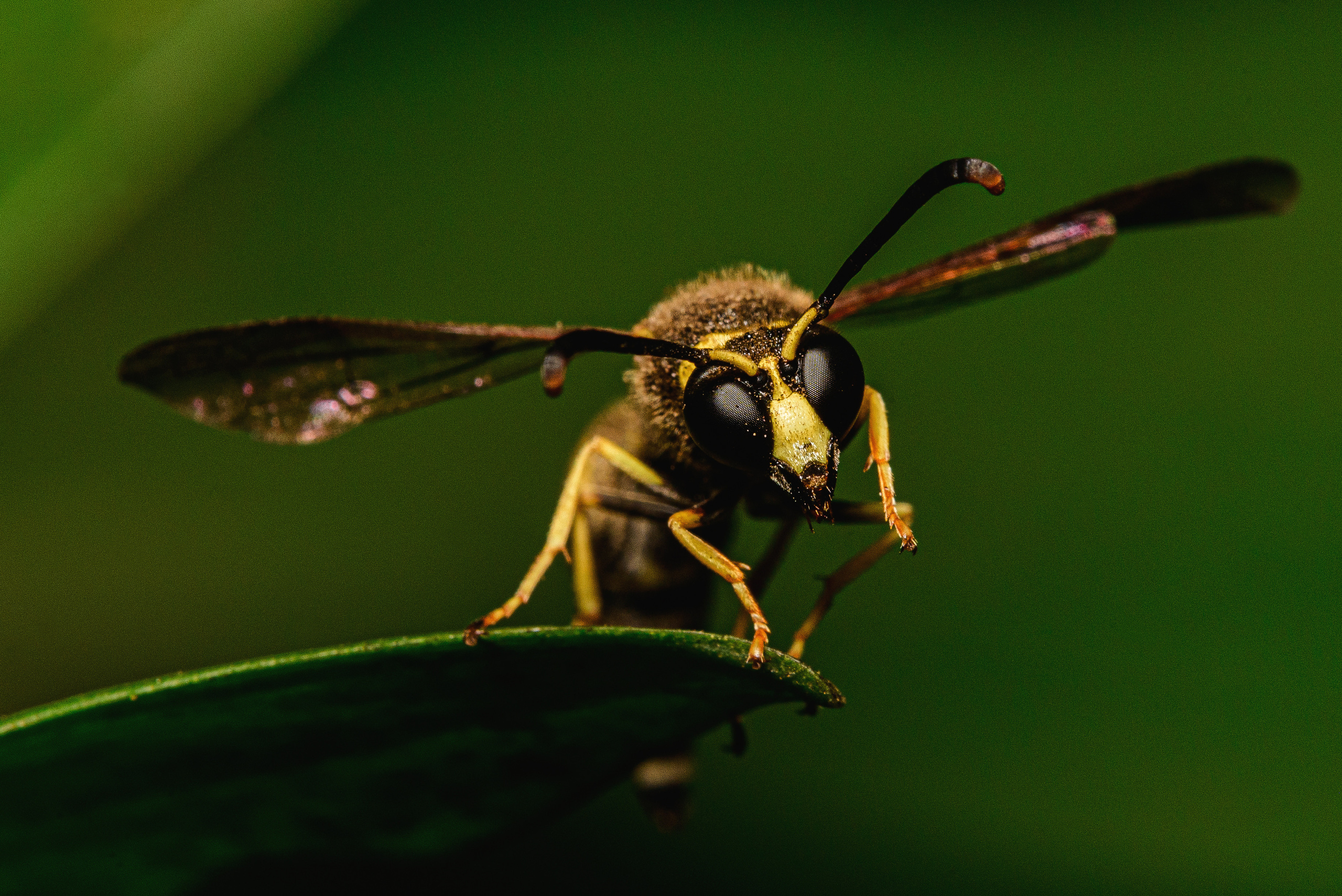 Макро. Фотограф в Уральске | Трищенков Гордей
