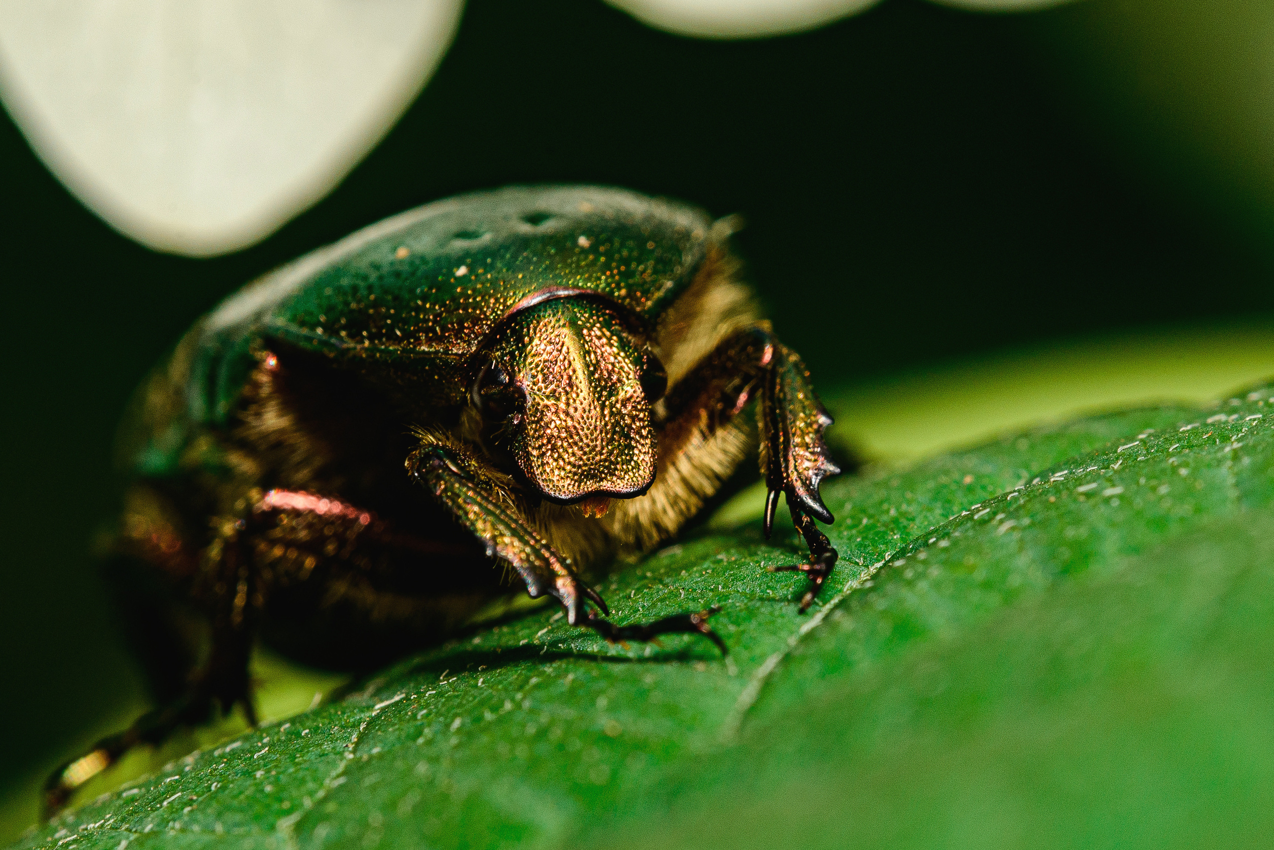 Макро. Фотограф в Уральске | Трищенков Гордей
