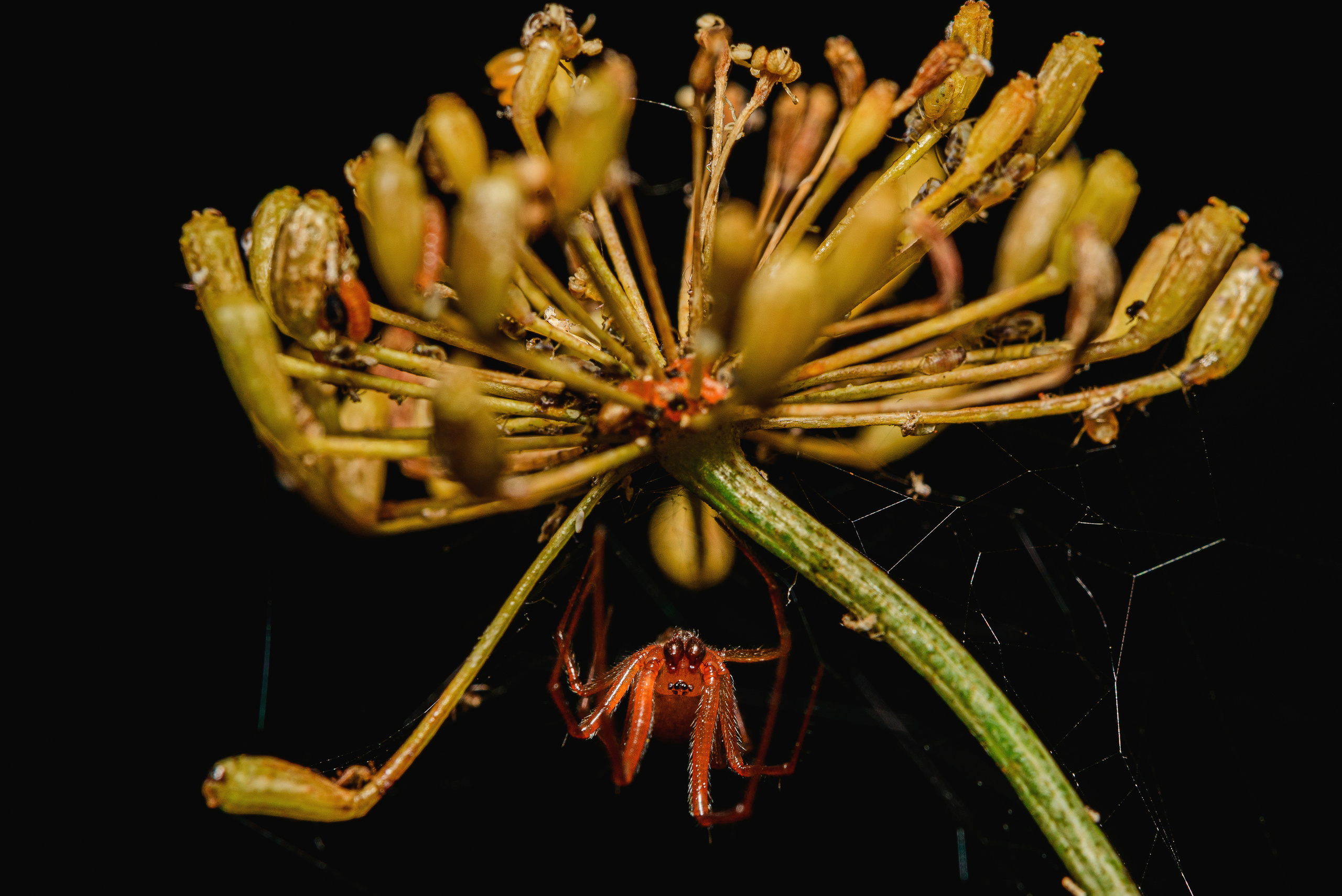 Макро. Фотограф в Уральске | Трищенков Гордей
