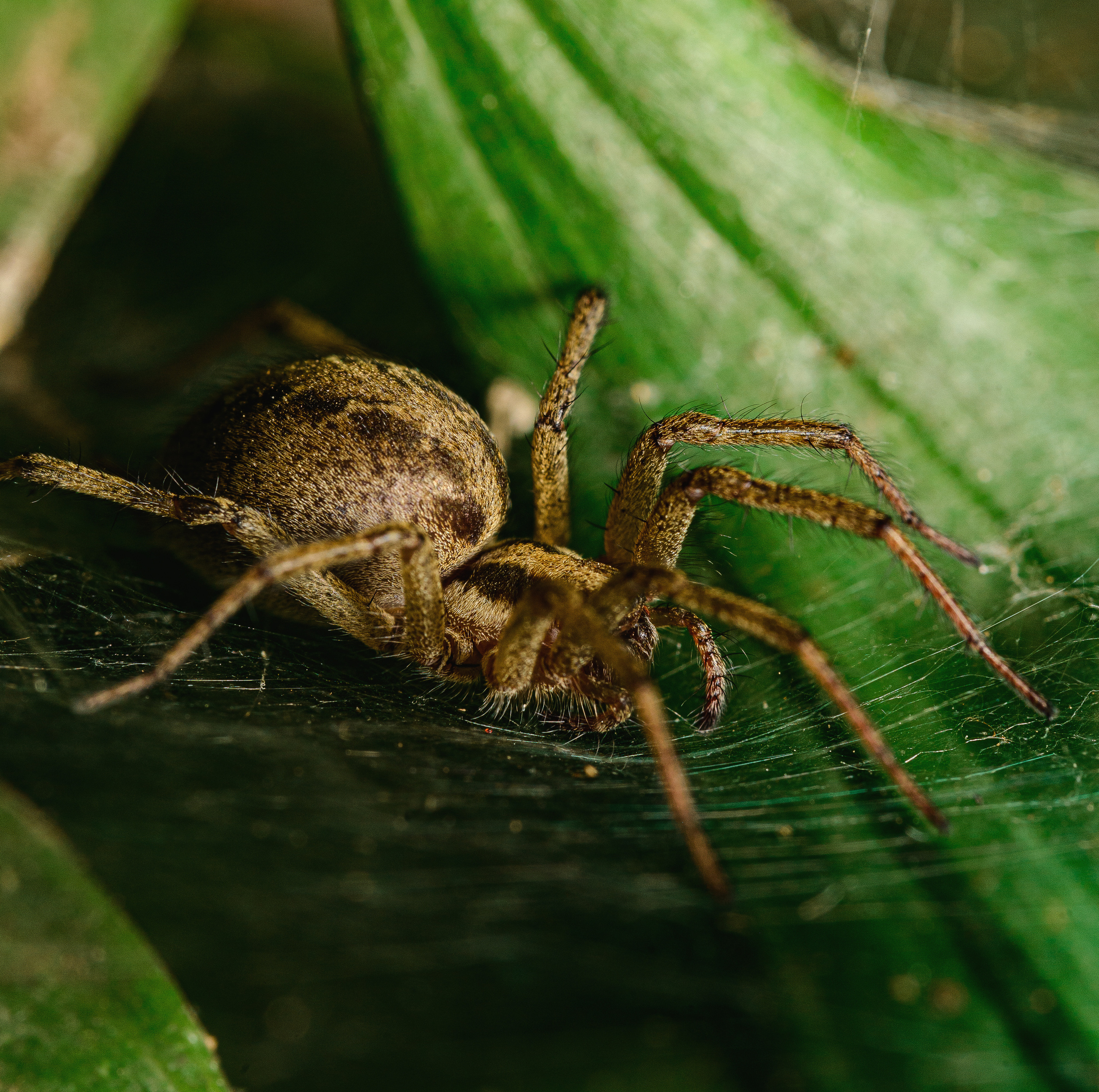 Макро. Фотограф в Уральске | Трищенков Гордей