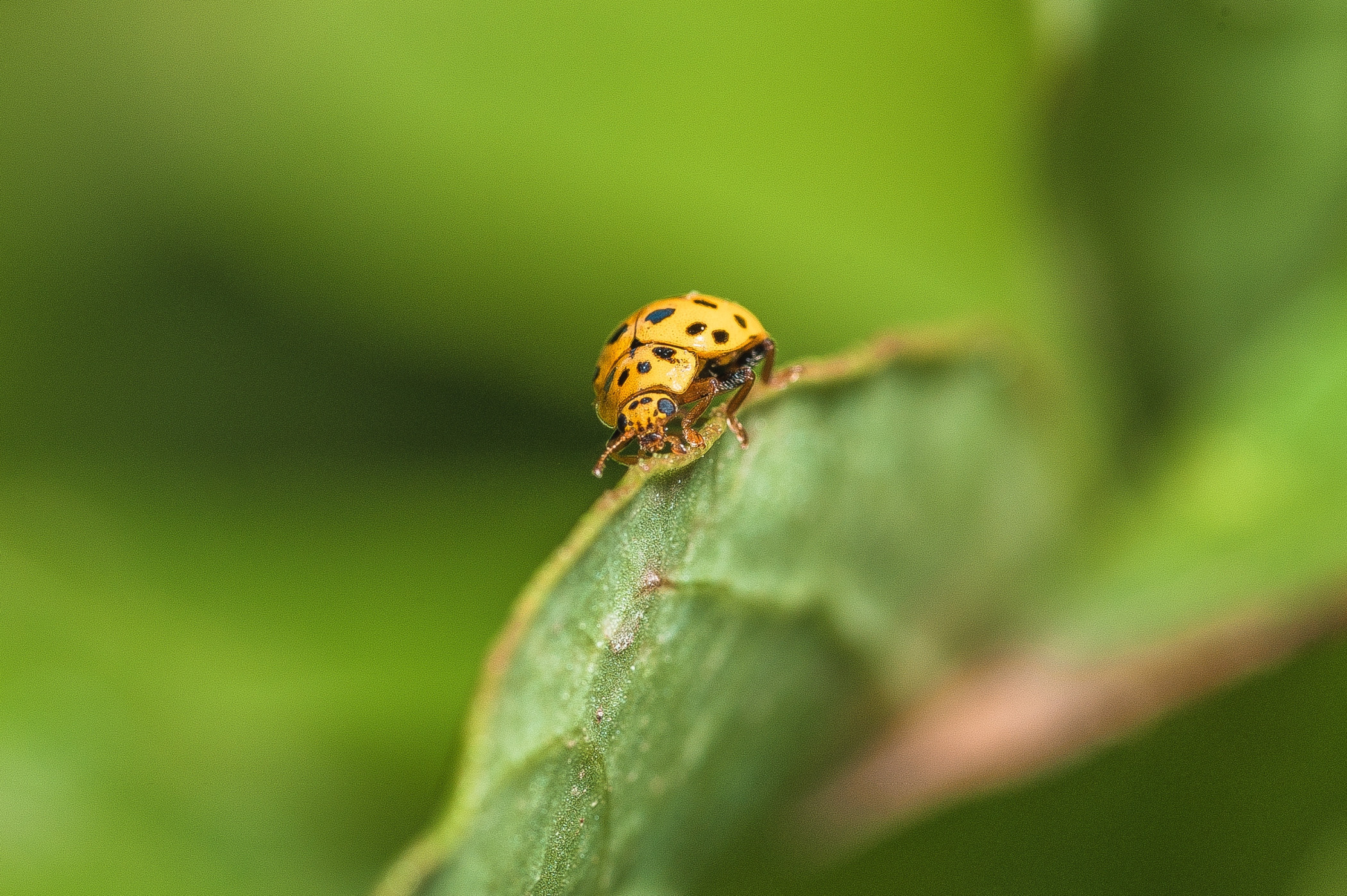Макро. Фотограф в Уральске | Трищенков Гордей