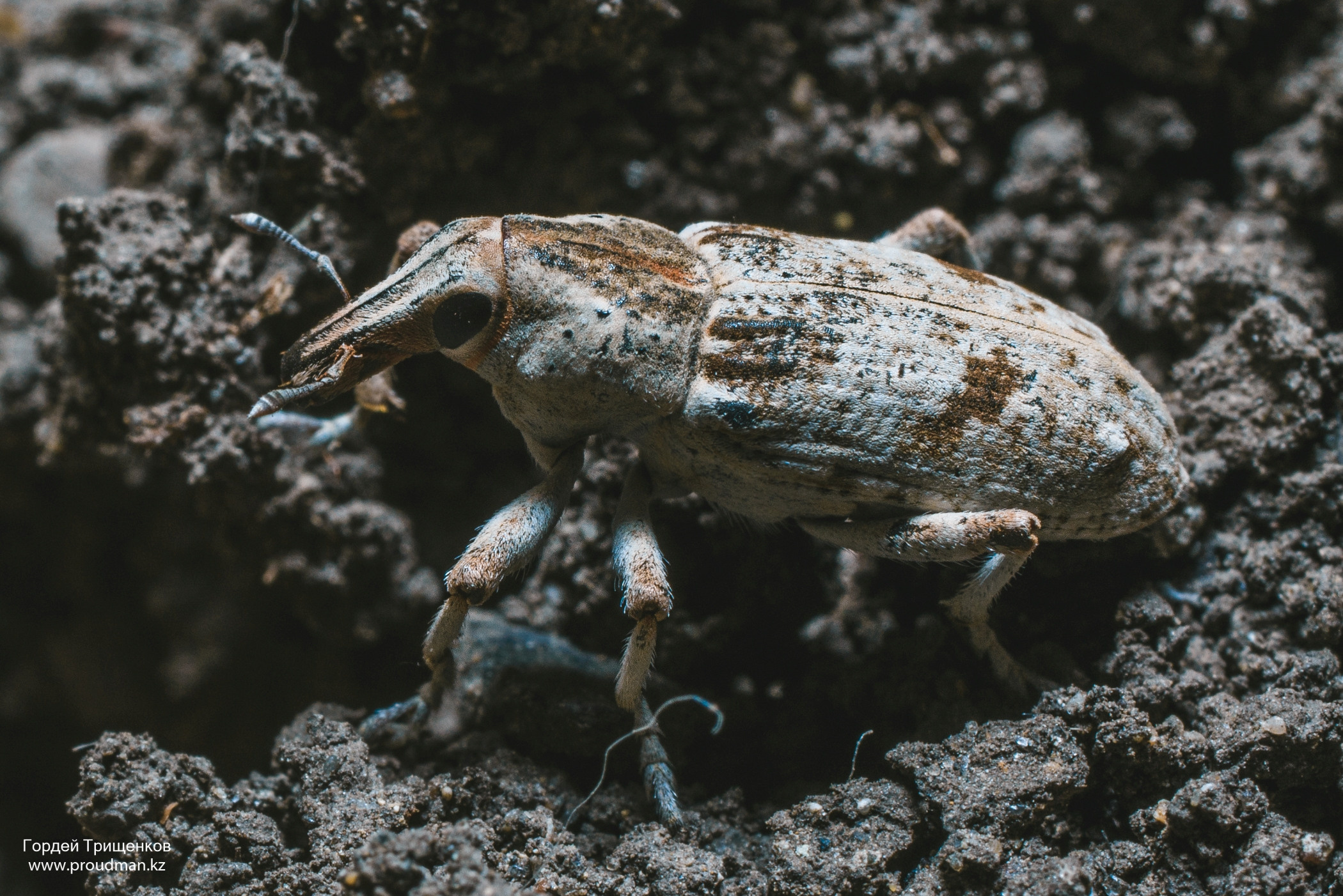 Макро. Фотограф в Уральске | Трищенков Гордей