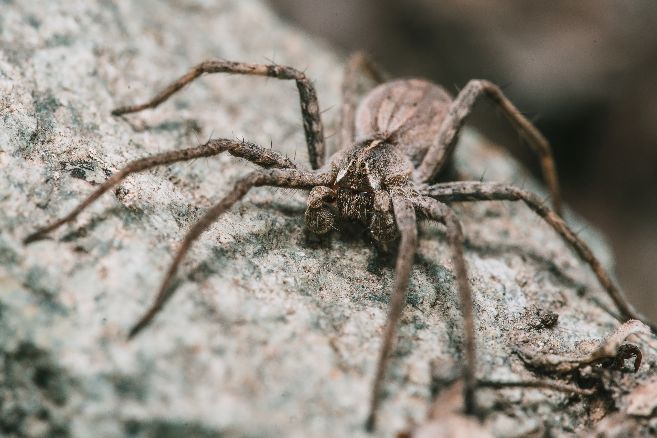 Макро. Фотограф в Уральске | Трищенков Гордей