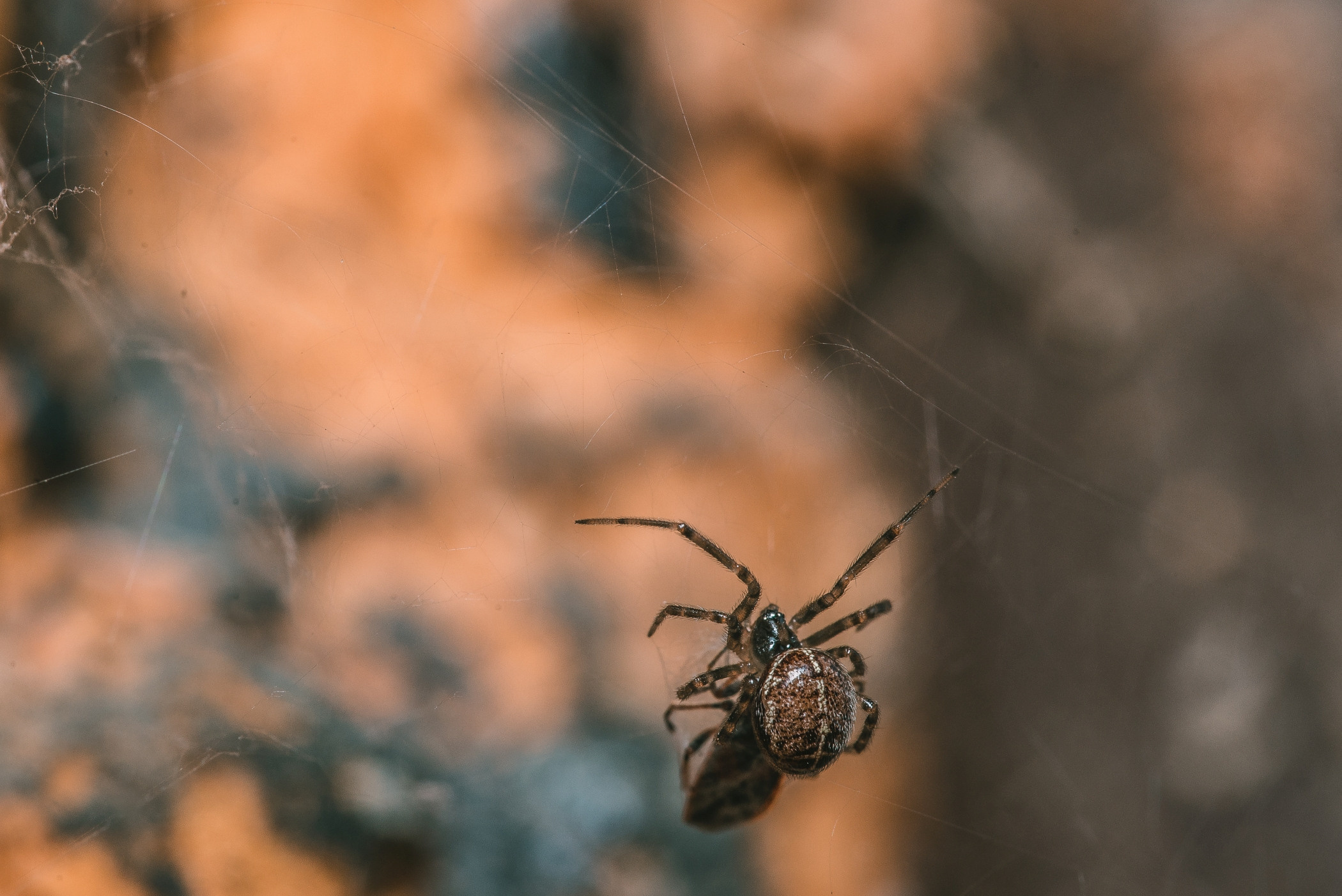 Макро. Фотограф в Уральске | Трищенков Гордей