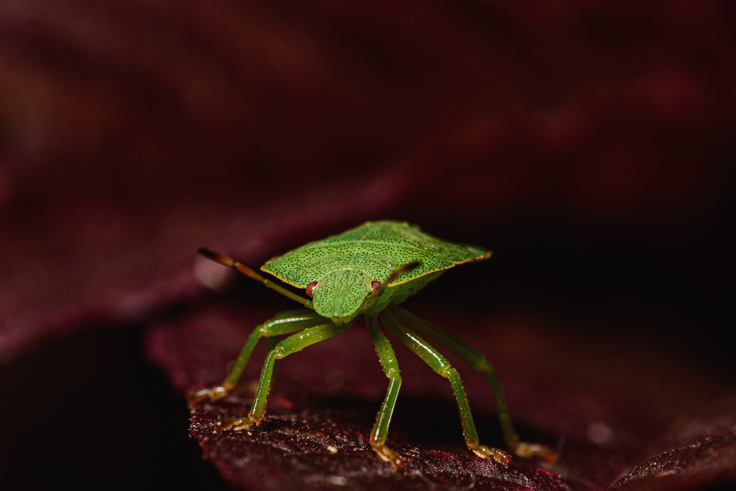 Макро. Фотограф в Уральске | Трищенков Гордей
