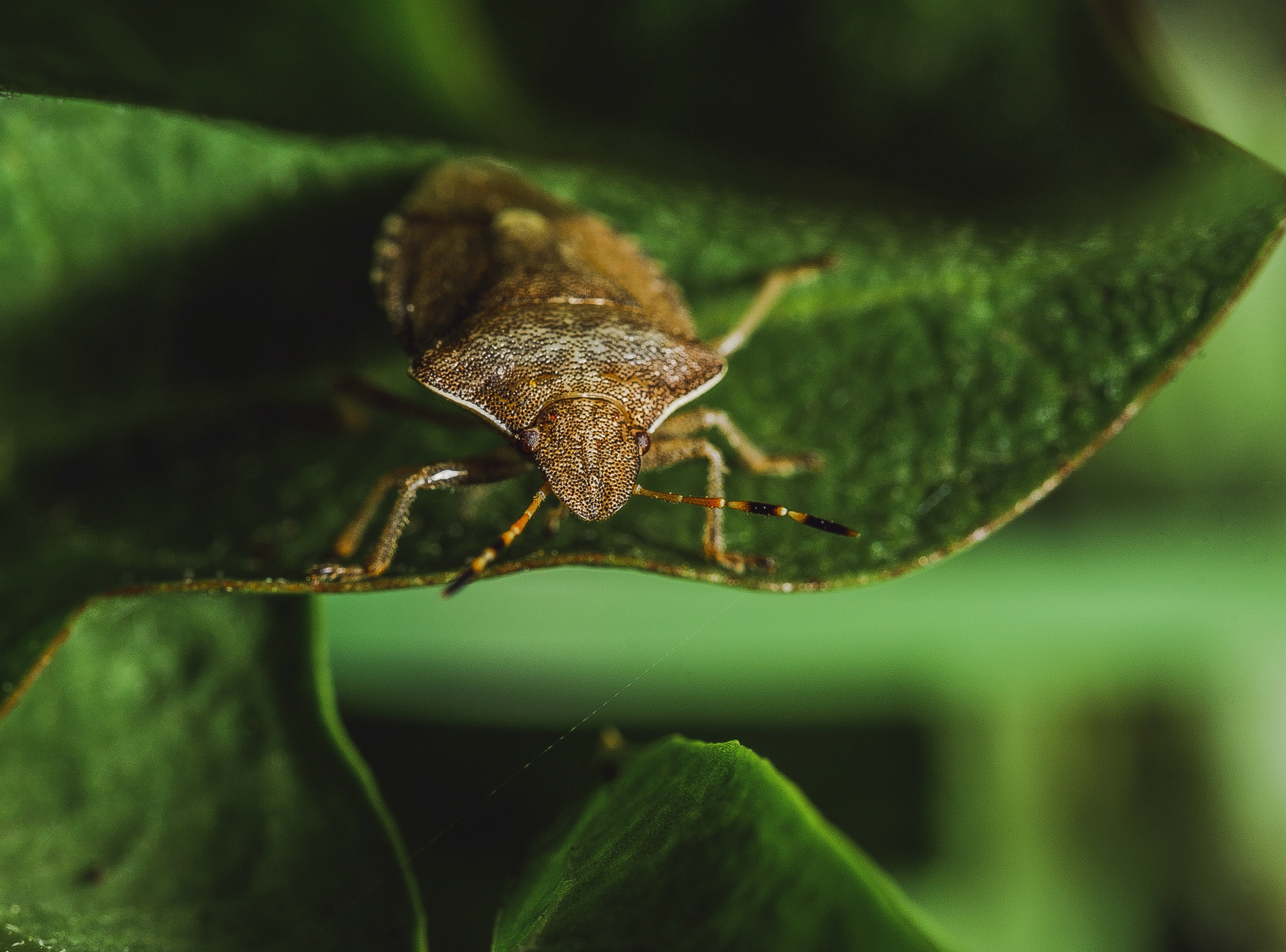 Макро. Фотограф в Уральске | Трищенков Гордей