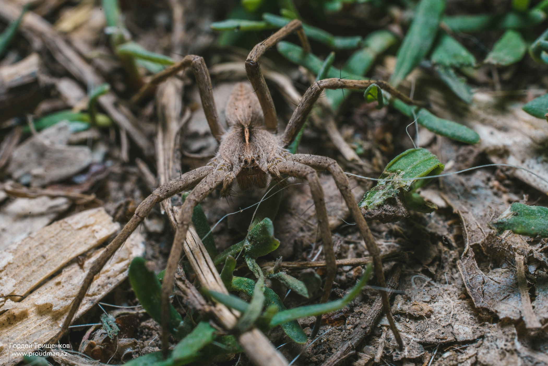 Макро. Фотограф в Уральске | Трищенков Гордей