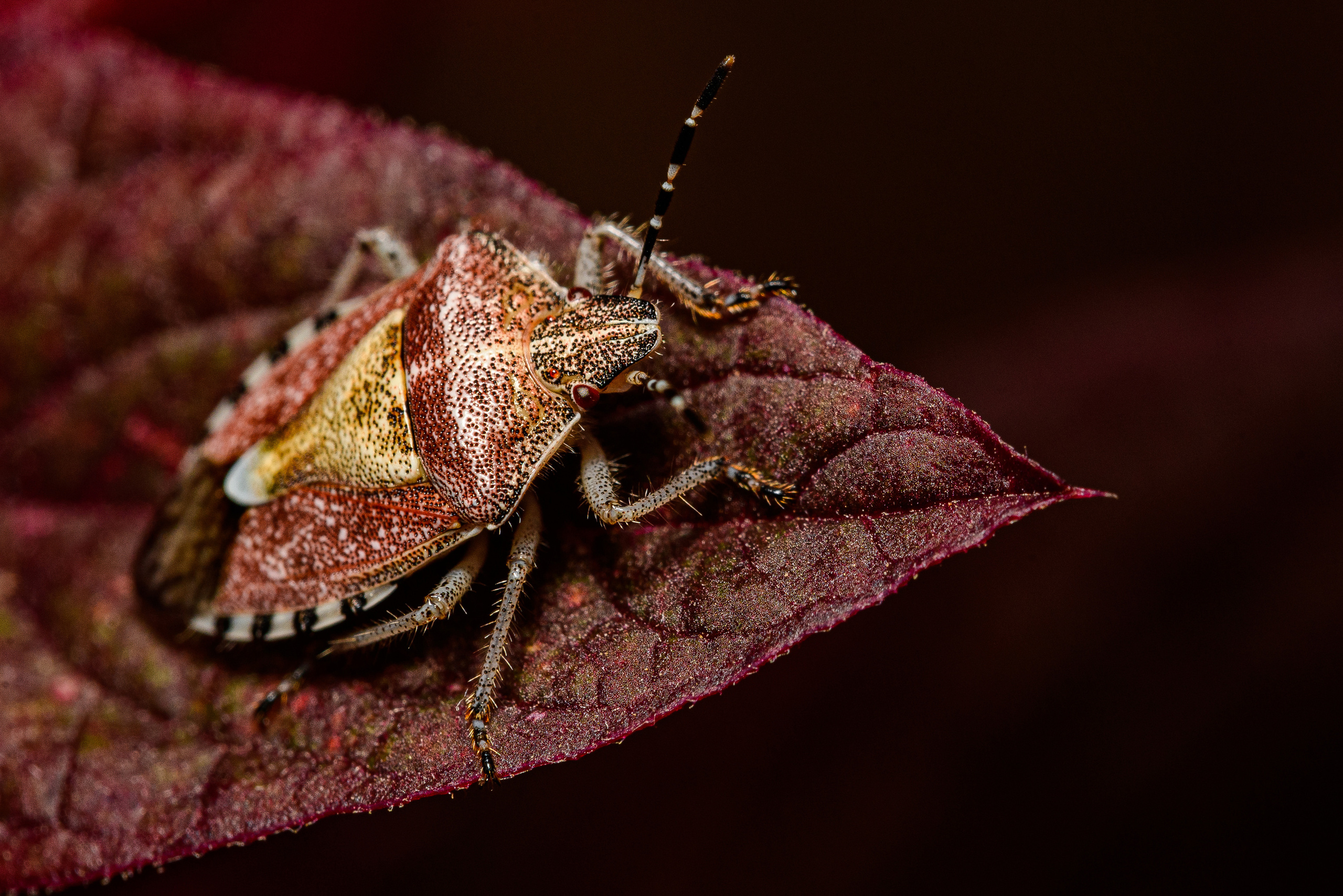 Макро. Фотограф в Уральске | Трищенков Гордей