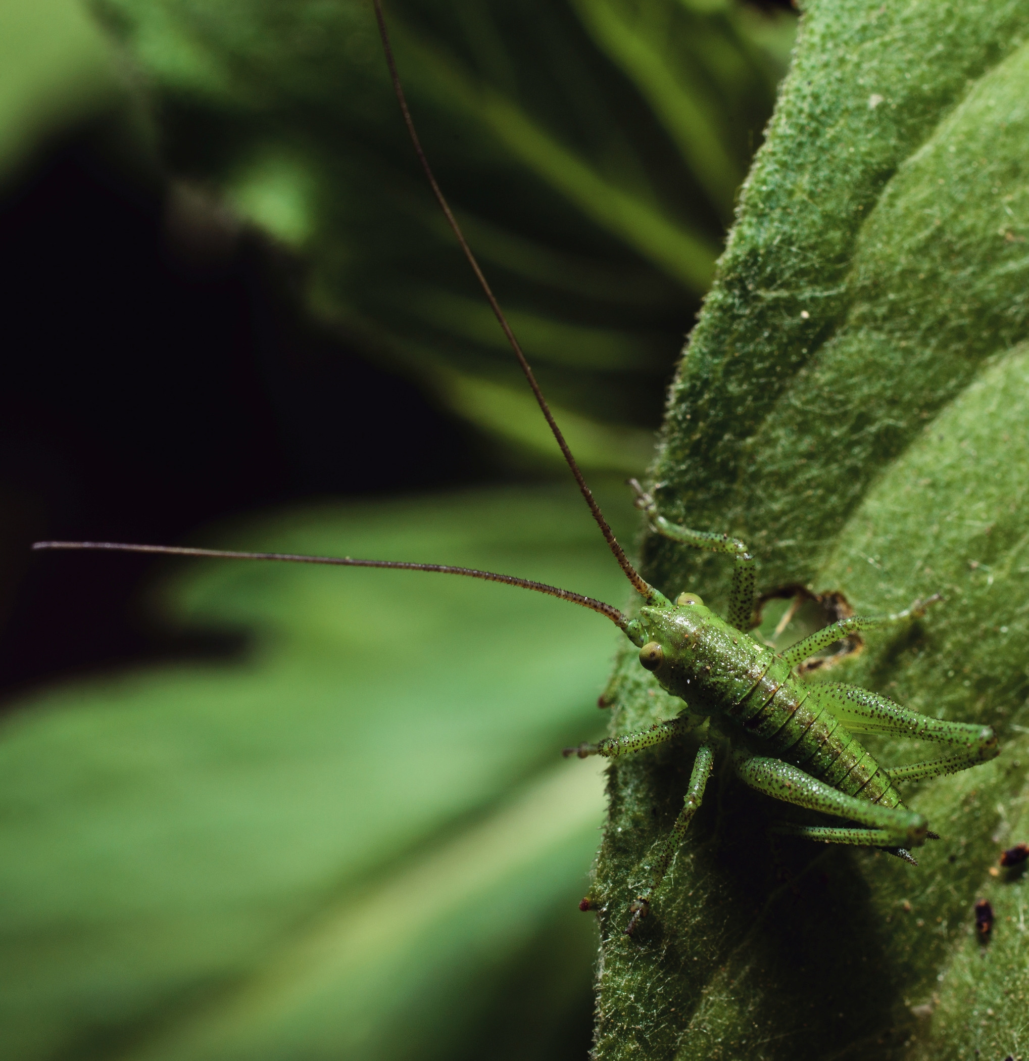 Макро. Фотограф в Уральске | Трищенков Гордей
