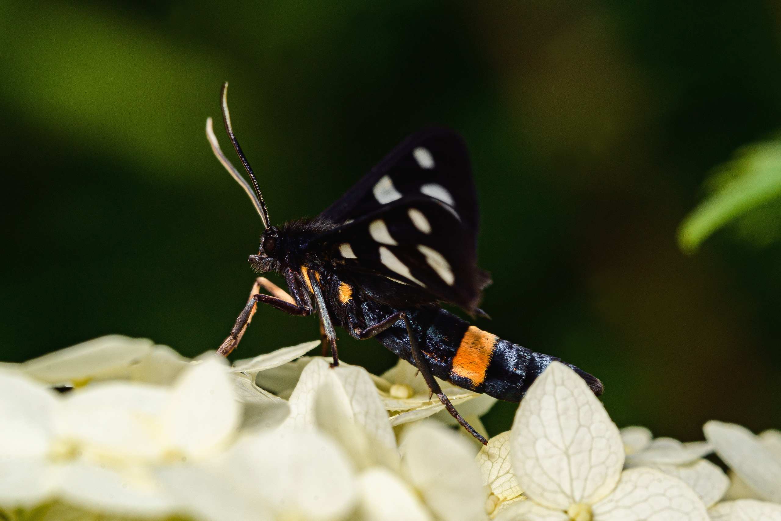 пестрянка, бабочка
