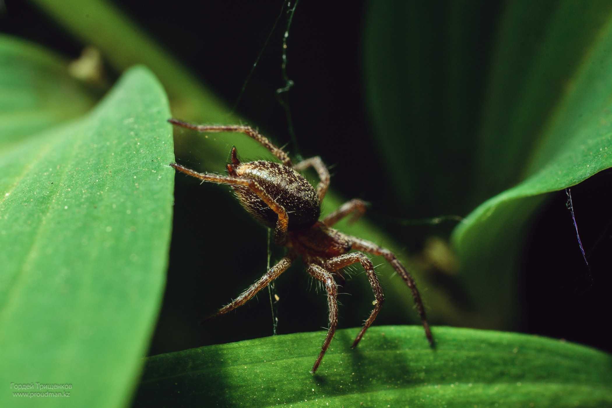 Макро. Фотограф в Уральске | Трищенков Гордей