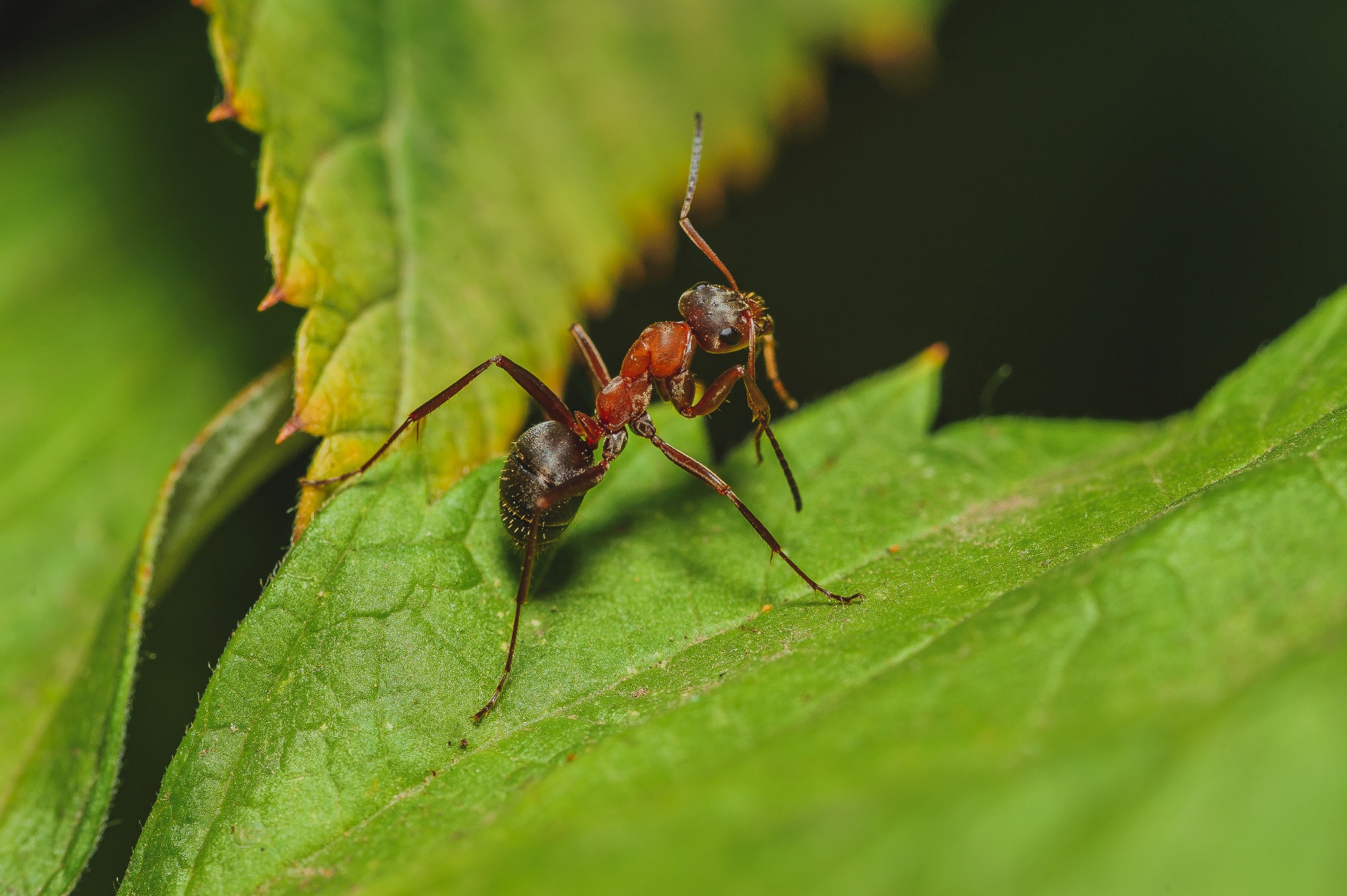 Макро. Фотограф в Уральске | Трищенков Гордей