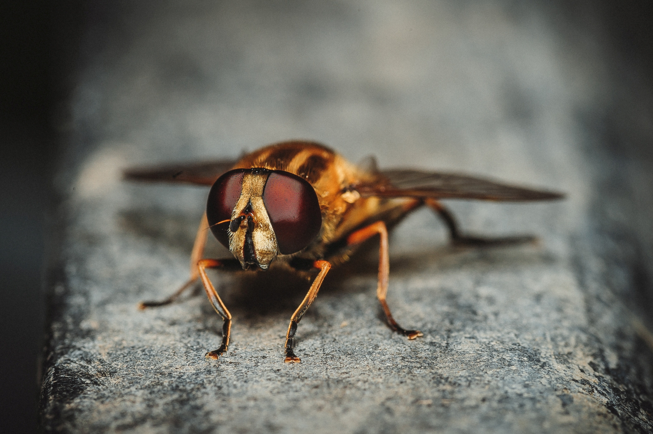 Макро. Фотограф в Уральске | Трищенков Гордей