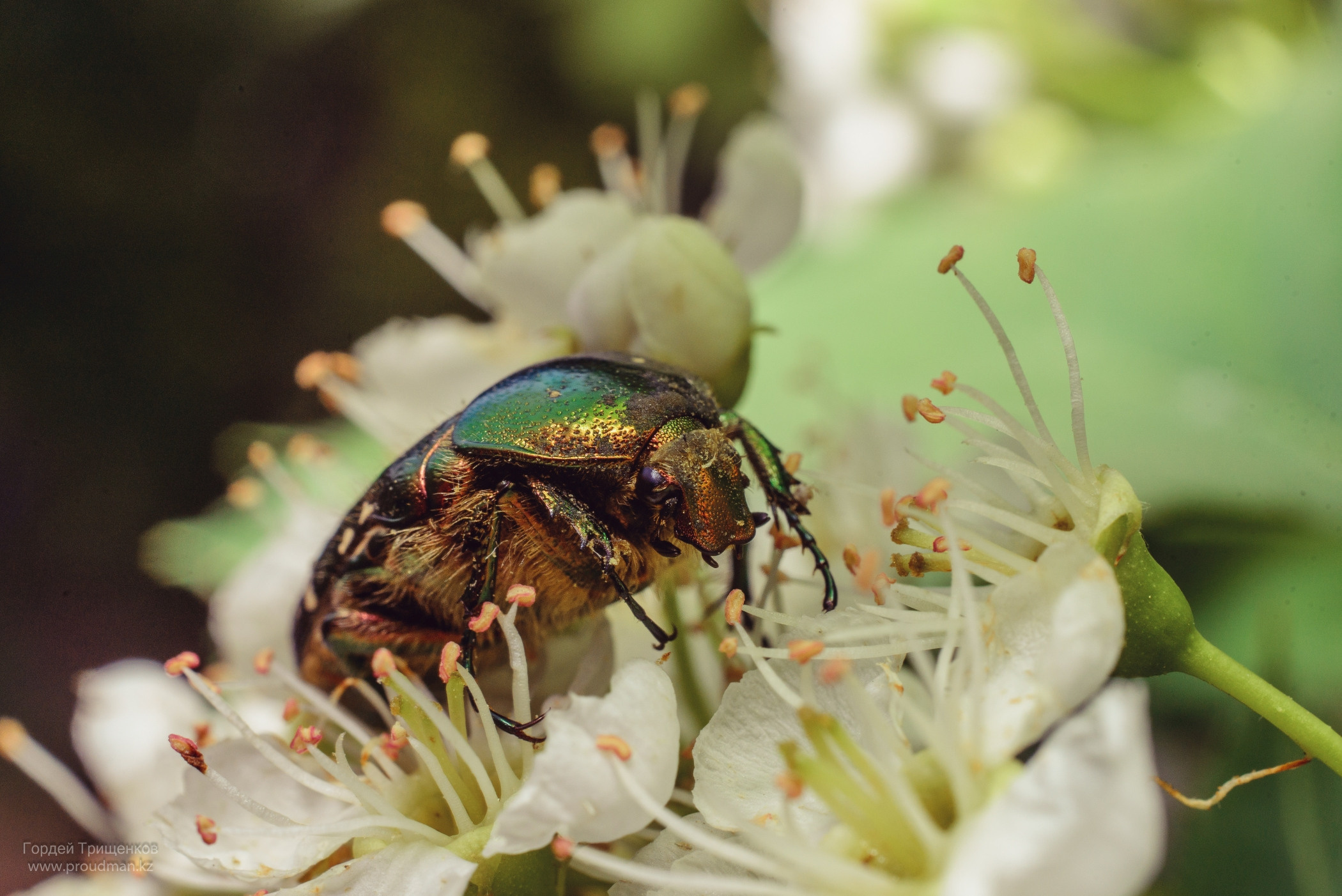 Макро. Фотограф в Уральске | Трищенков Гордей